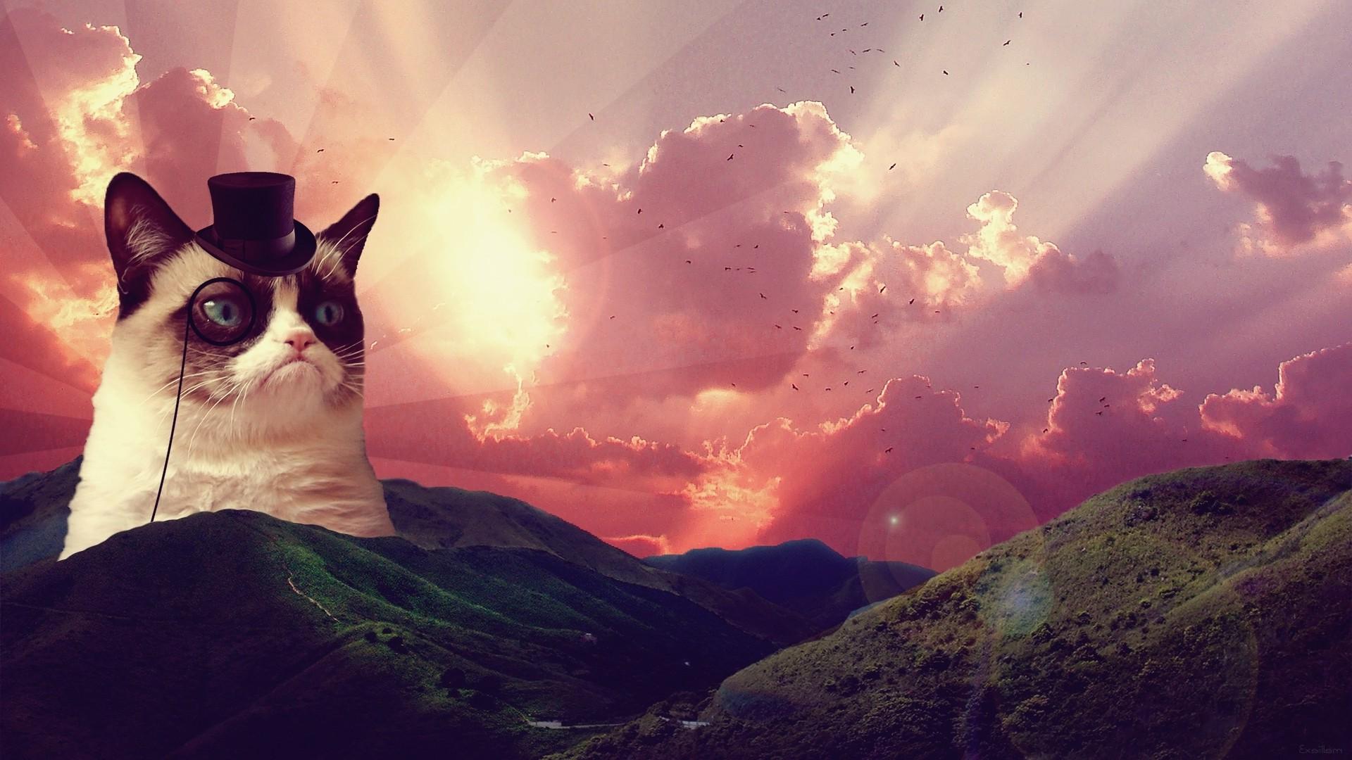 1920x1080 Grumpy Cat Meme Wallpaper 1920x