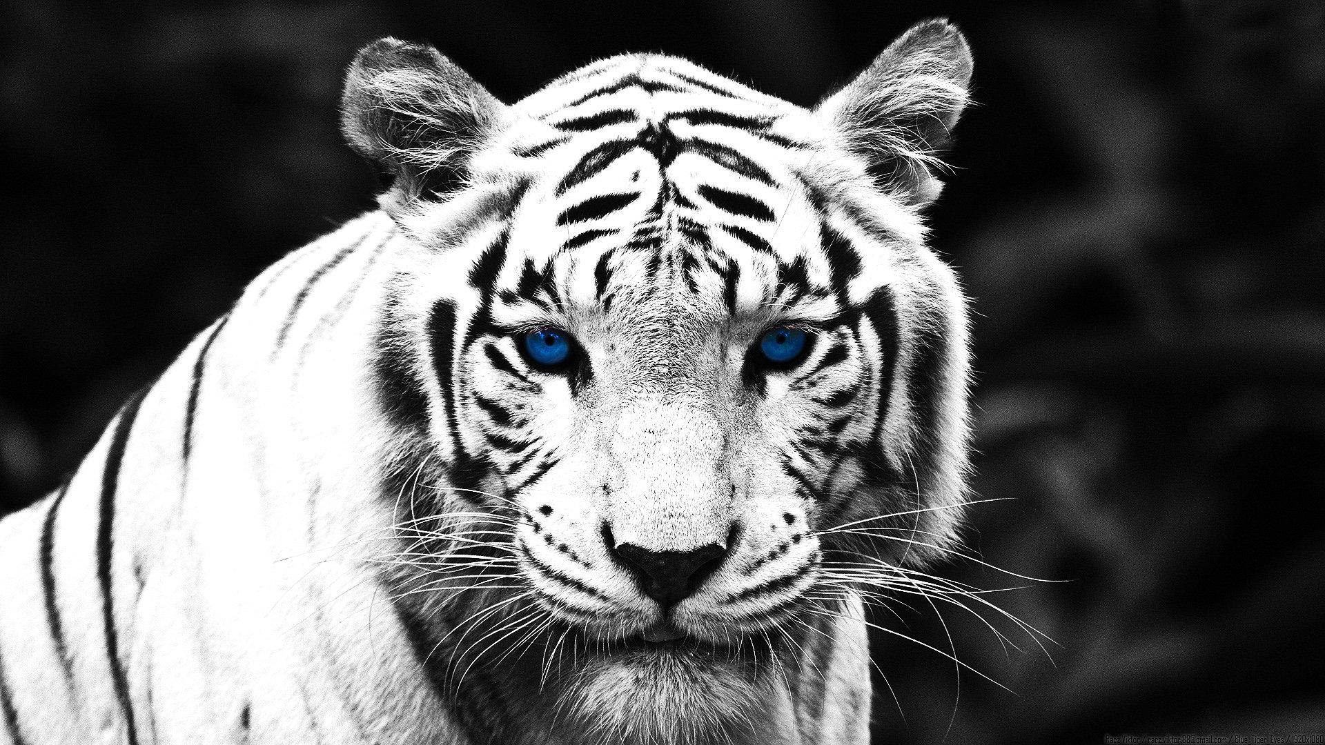 1920x1080 White Tiger wallpaper 1920x1080 Full HD (1080p) desktop background