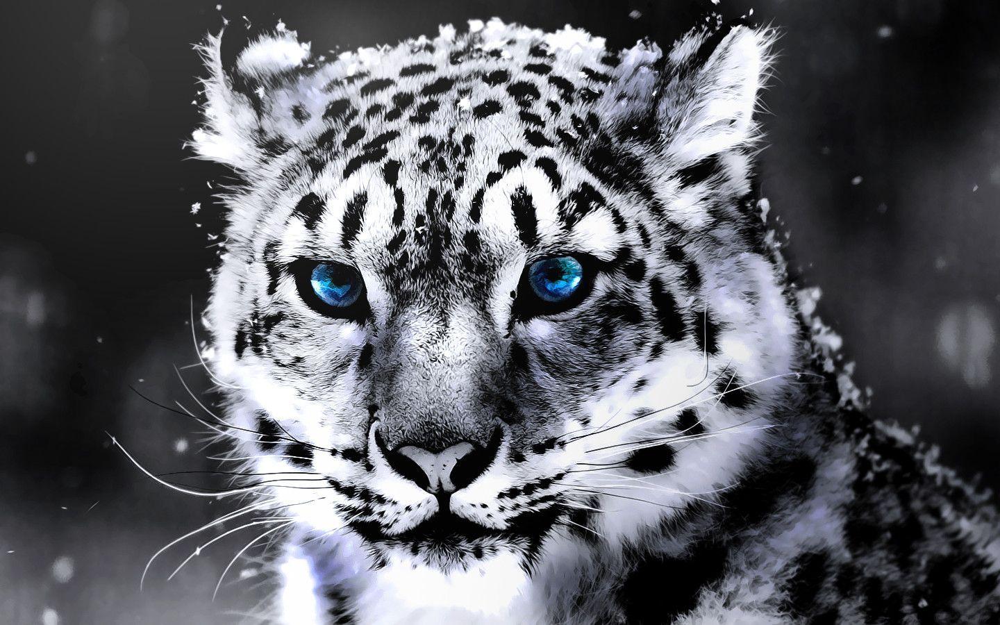 Cool White Tiger Wallpapers - Top Free Cool White Tiger Backgrounds ...