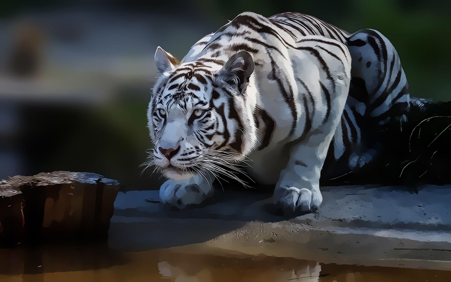 1920x1200 White Tiger Background Wallpaper 08189