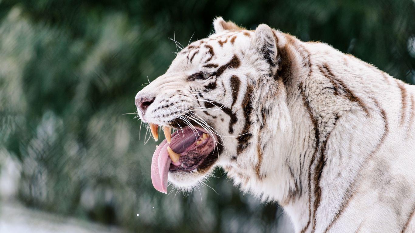 1366x768 Download wallpaper 1366x768 white tiger, grin, protruding tongue