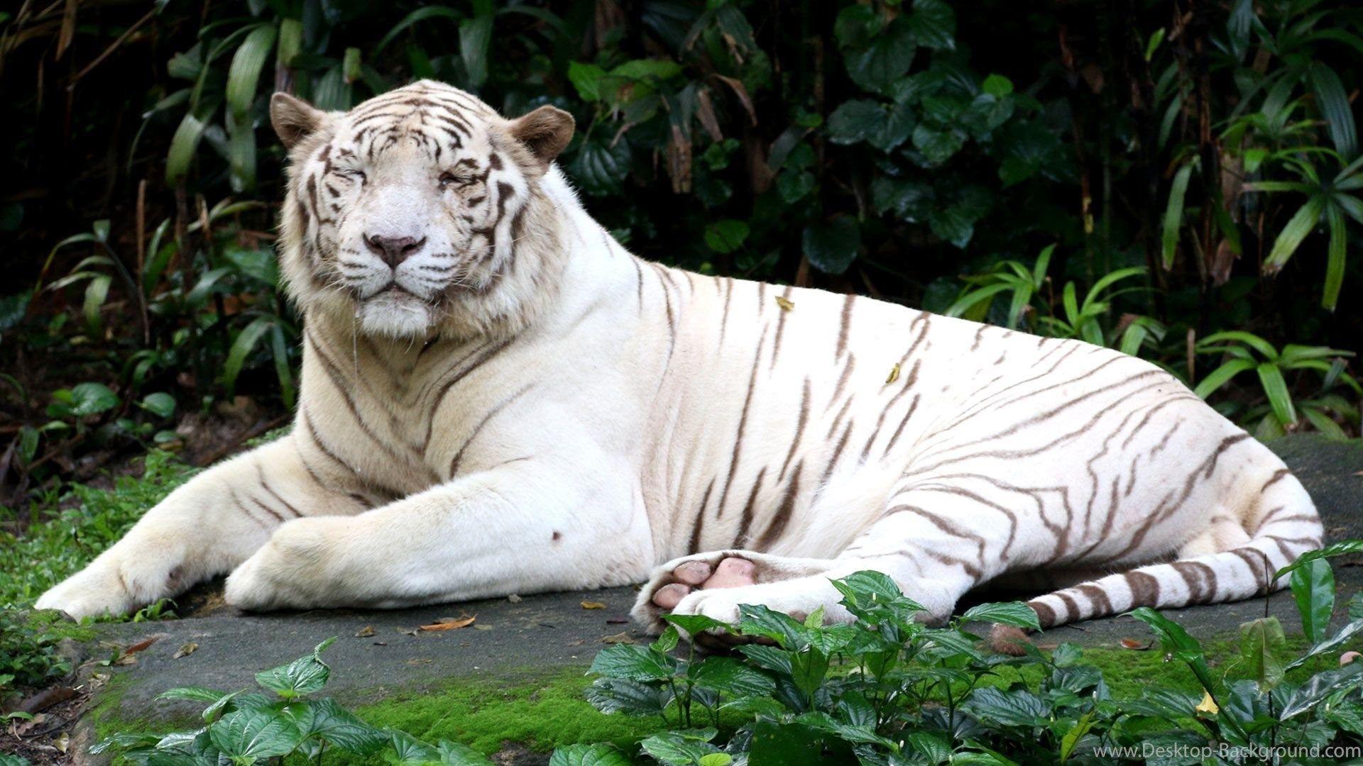 White Tiger Laptop Wallpapers - Top Free White Tiger Laptop Backgrounds ...