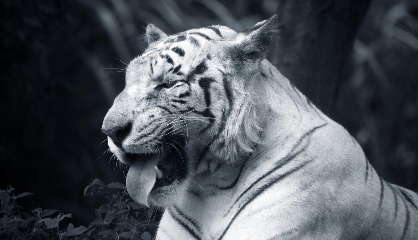 1336x768 Big White Tiger Tongue Out Laptop HD HD 4k Wallpaper