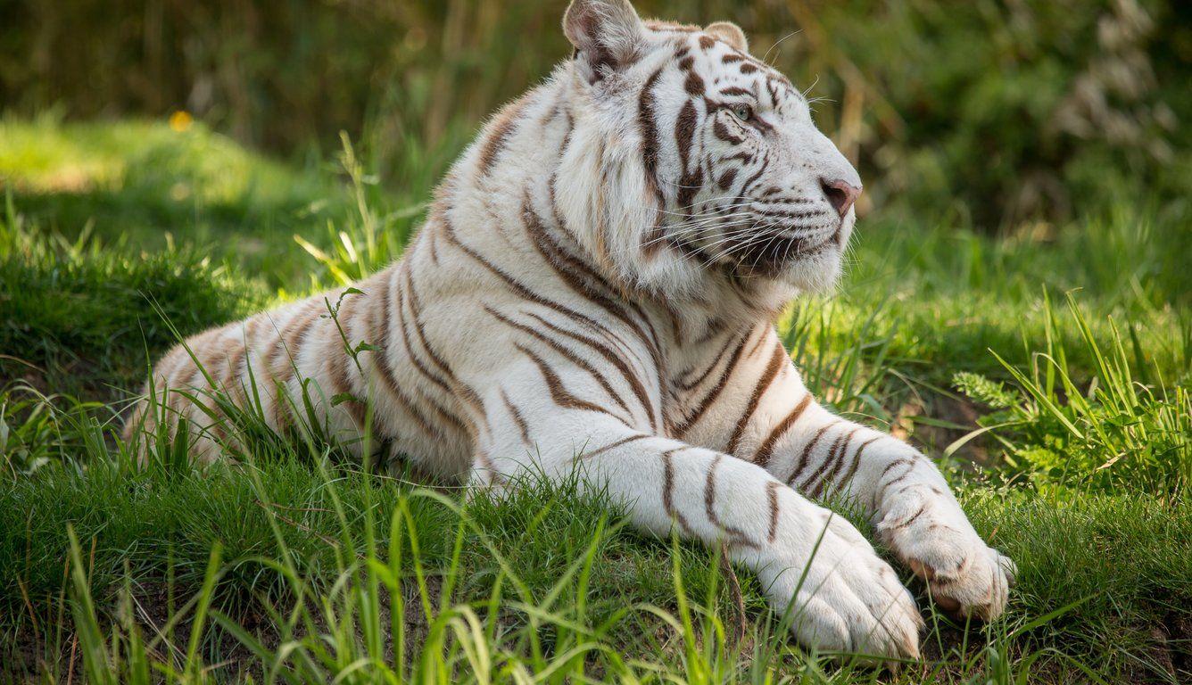 1336x768 White Tiger 5k Laptop HD HD 4k Wallpaper, Image