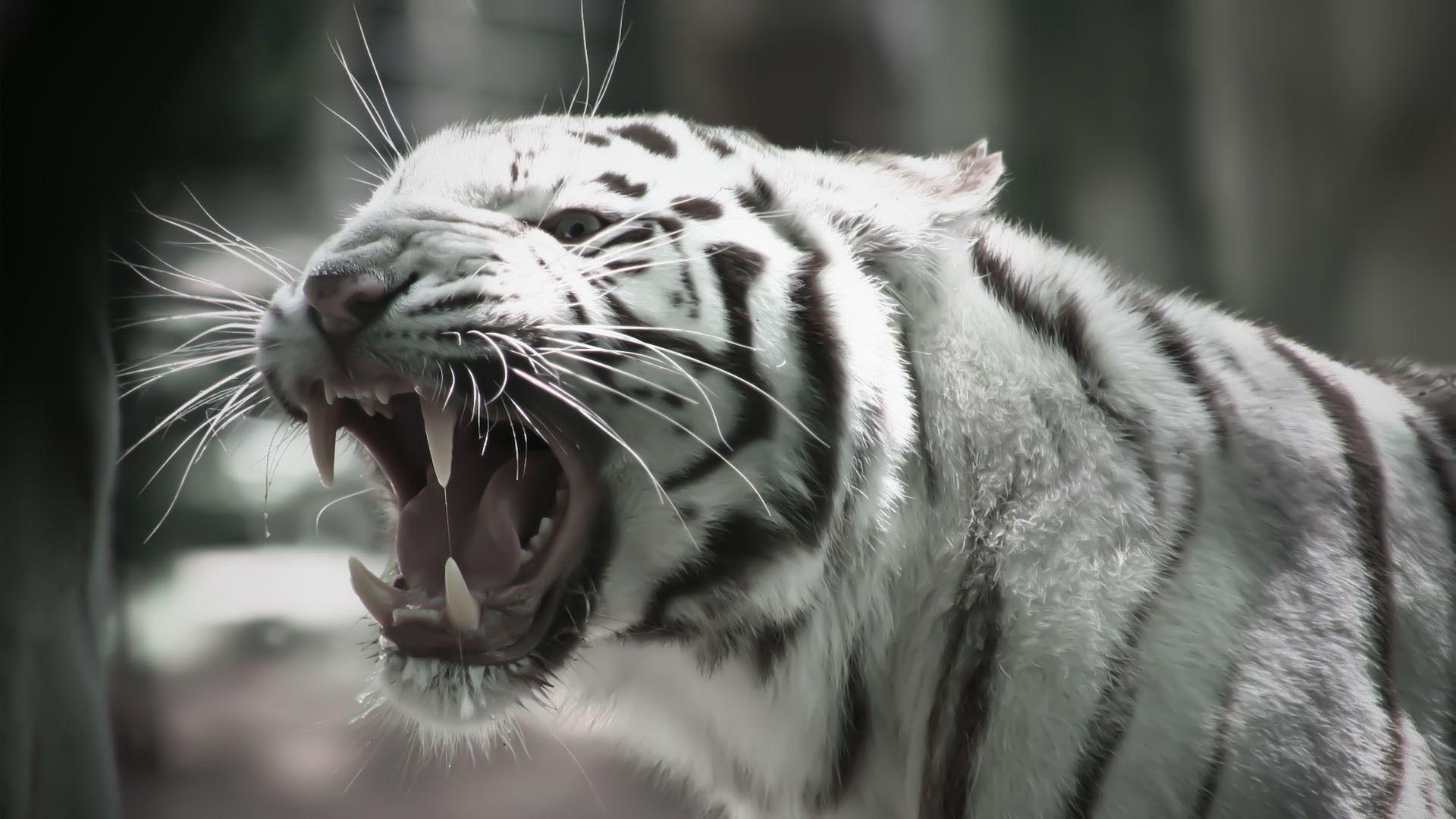 1920x1080 White Tiger HD Wallpaper