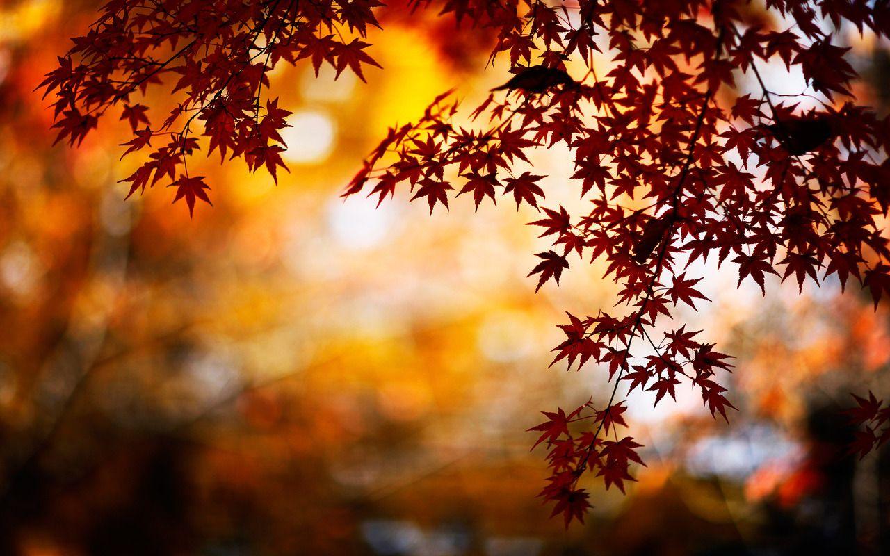 cute fall backgrounds tumblr