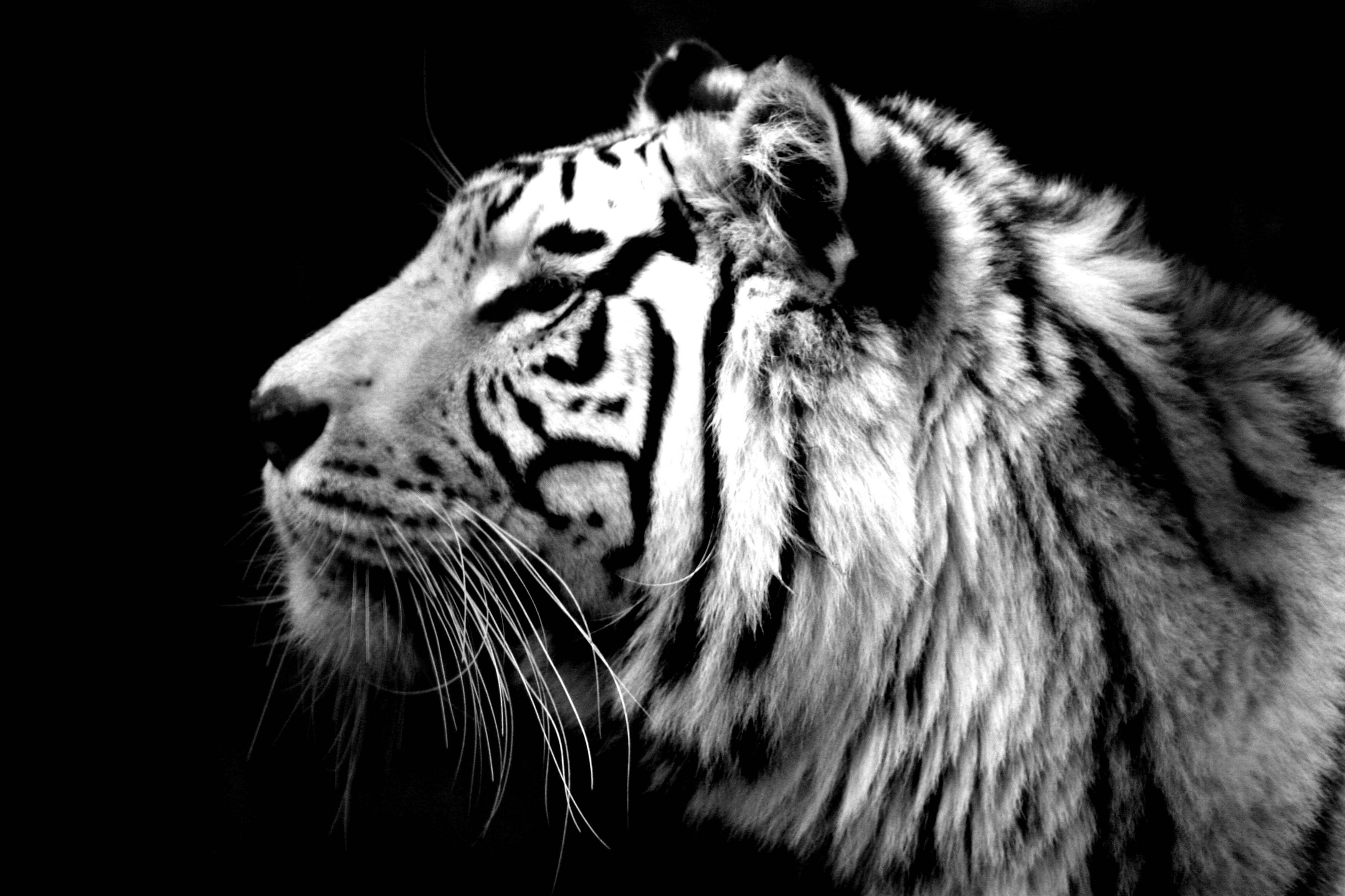 3504x2336 White Tiger Wallpaper For Android Free Download