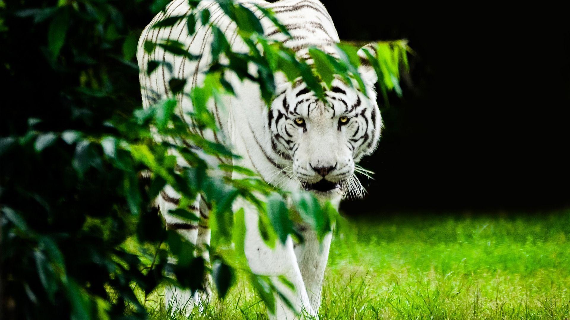 1920x1080 White Tiger Free HD Image