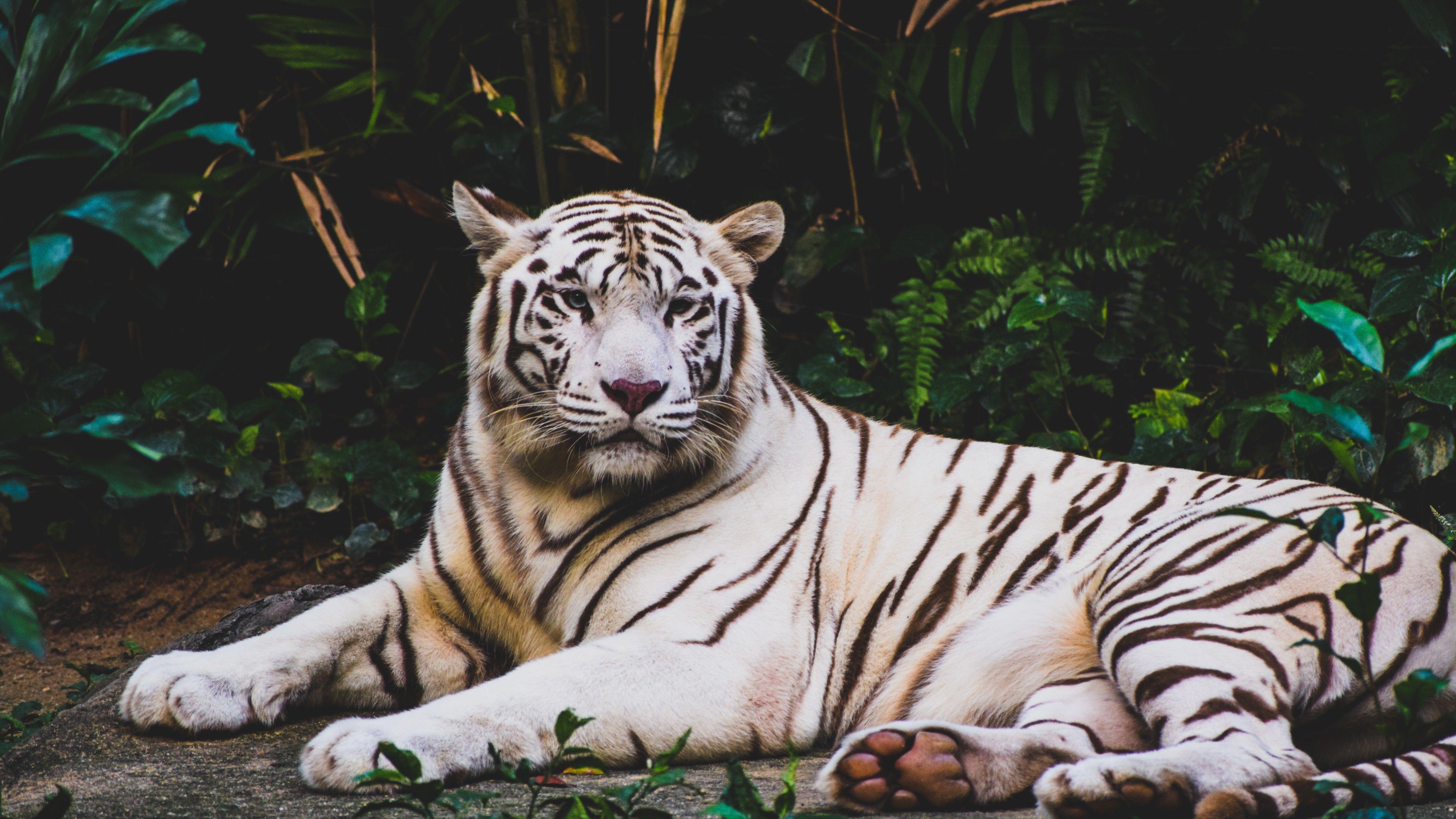 5120x2879 Wildlife White Tiger 5K Wallpaper