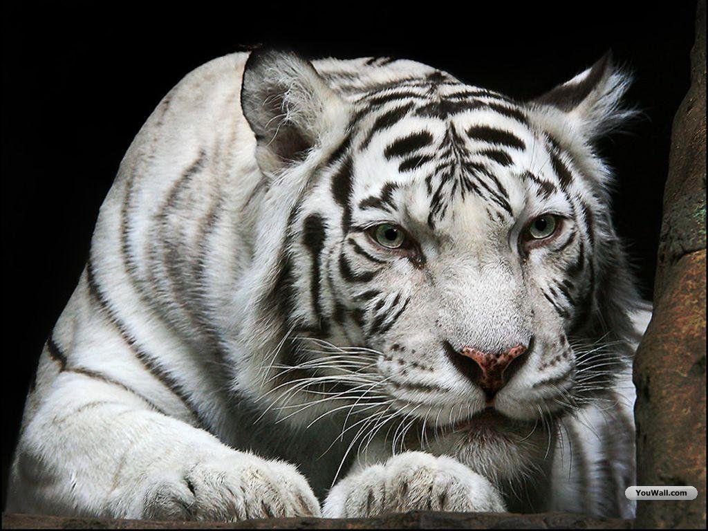 1024x768 Background ultra. White tiger. lap.7 Kbytes