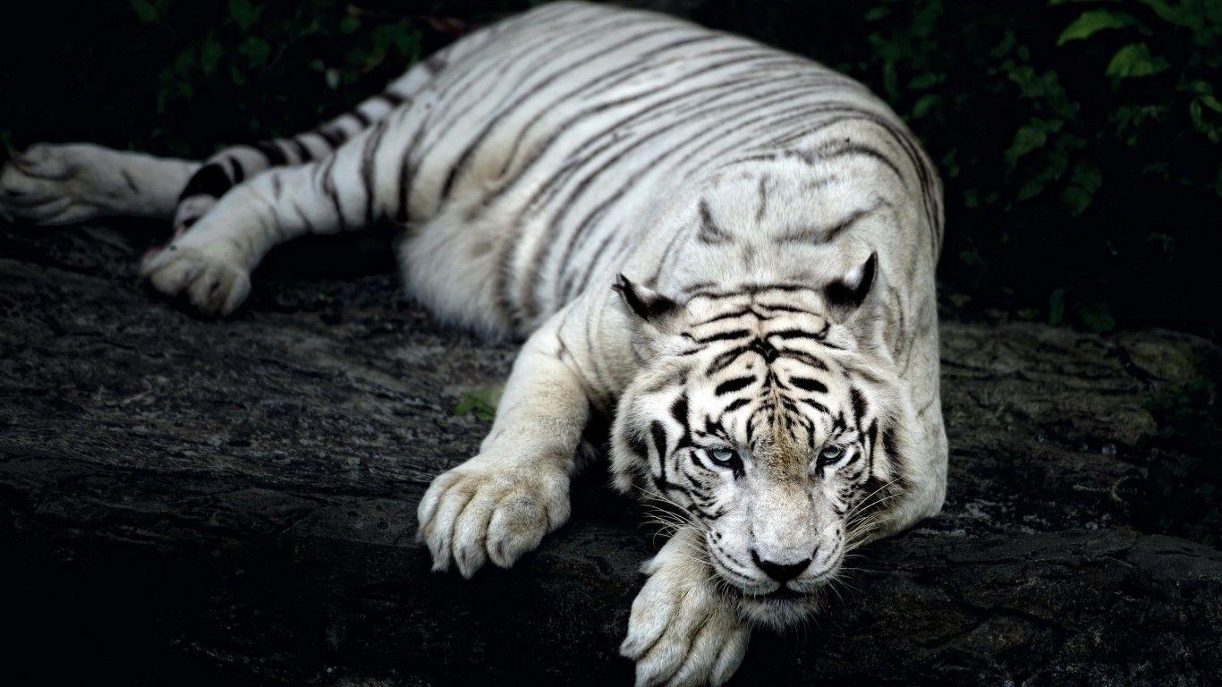 1366x768 Download 1366x768 White Tiger, Majestic Wallpaper for Laptop