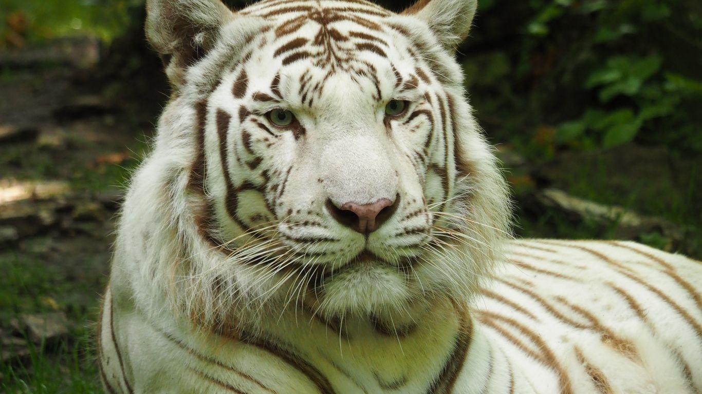 White Tiger Laptop Wallpapers - Top Free White Tiger Laptop Backgrounds ...