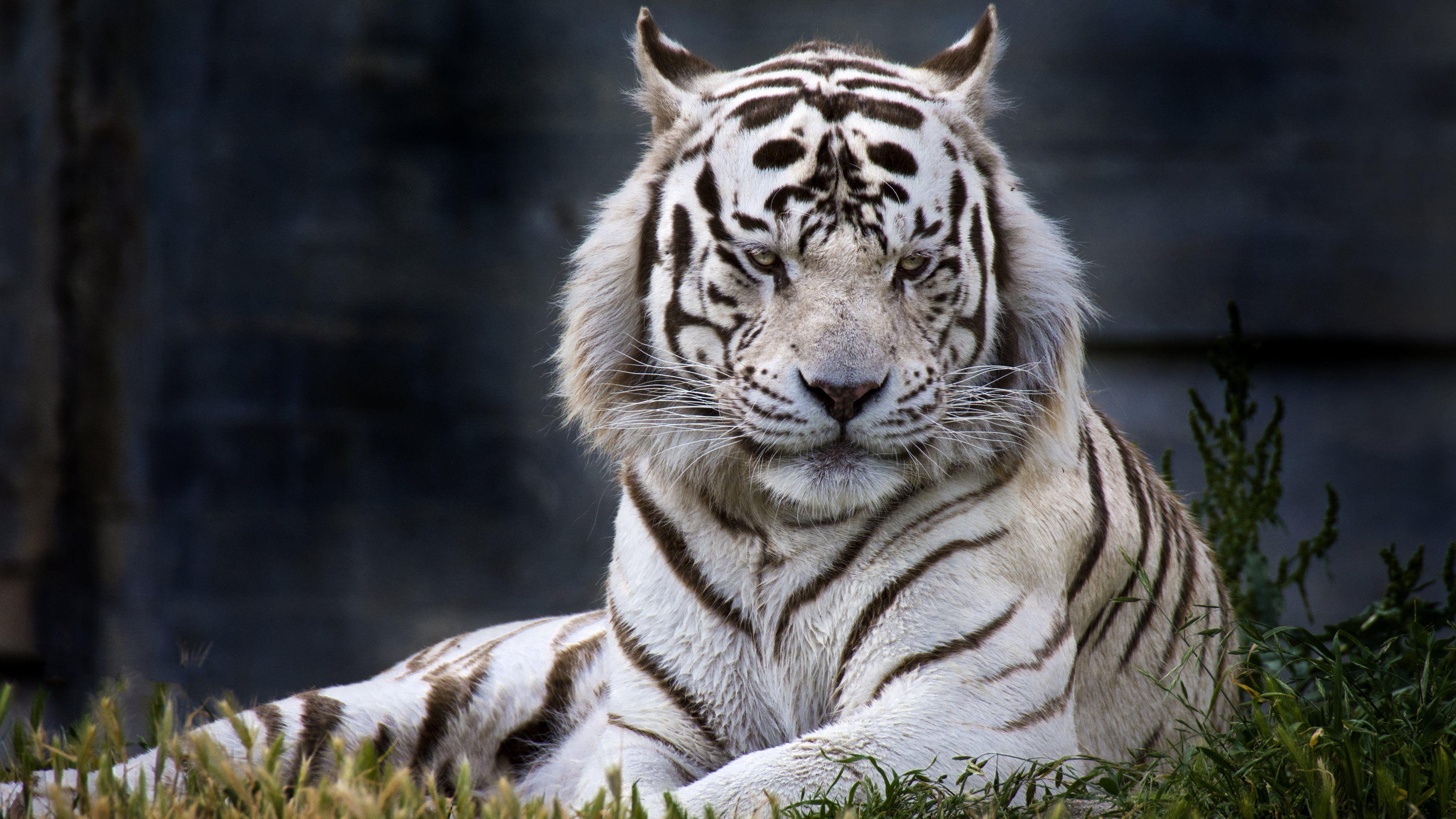 3840x2160 White Tiger HD Wallpaper