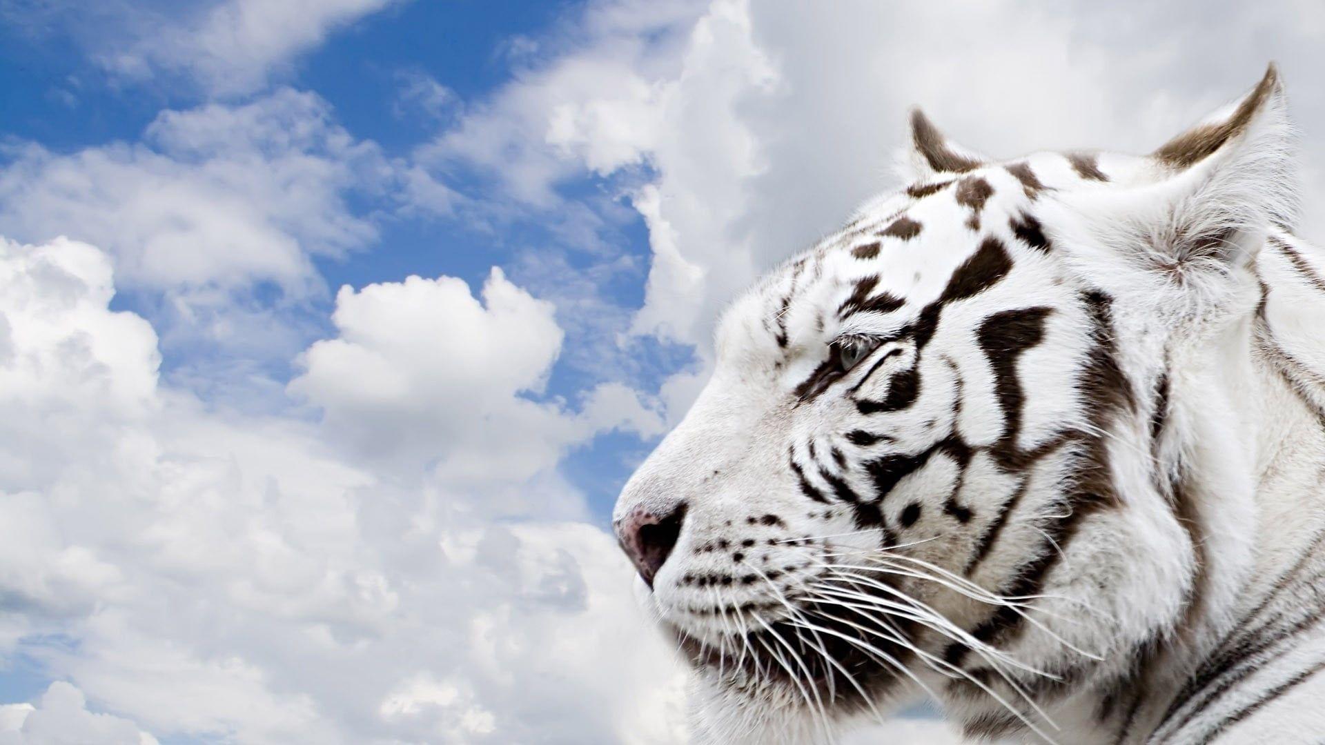 1920x1080 White tiger illustration HD wallpaper