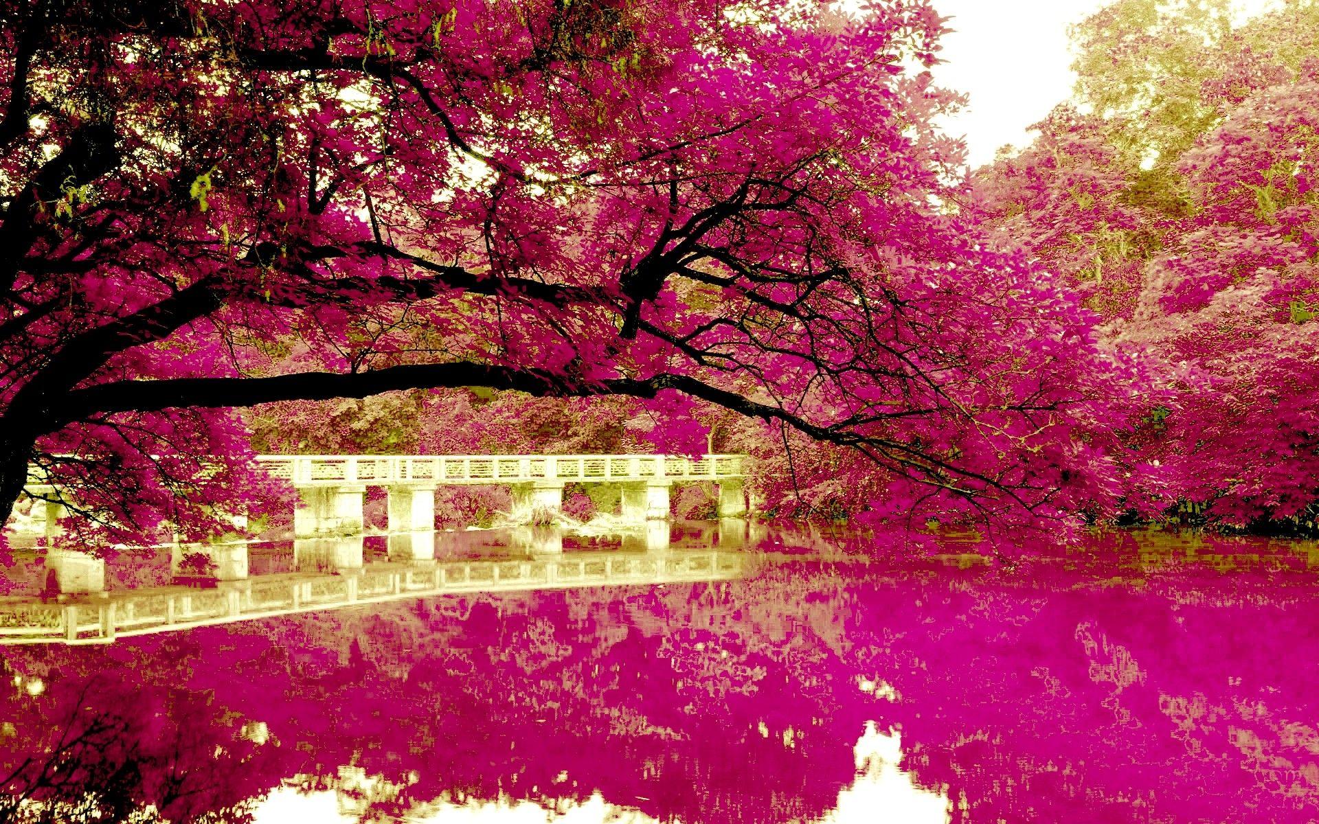 Hình nền thiên nhiên màu hồng 1920x1200