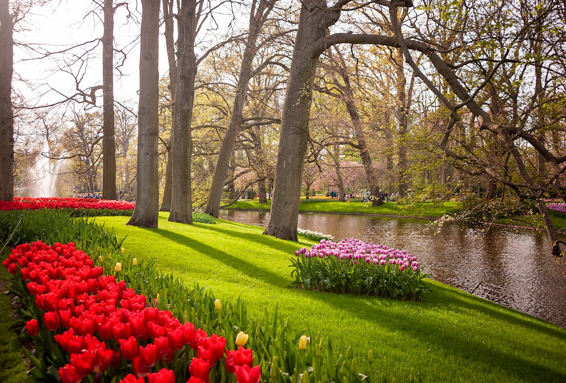 1110x750 Flowers and Trees Along River in Park · Free