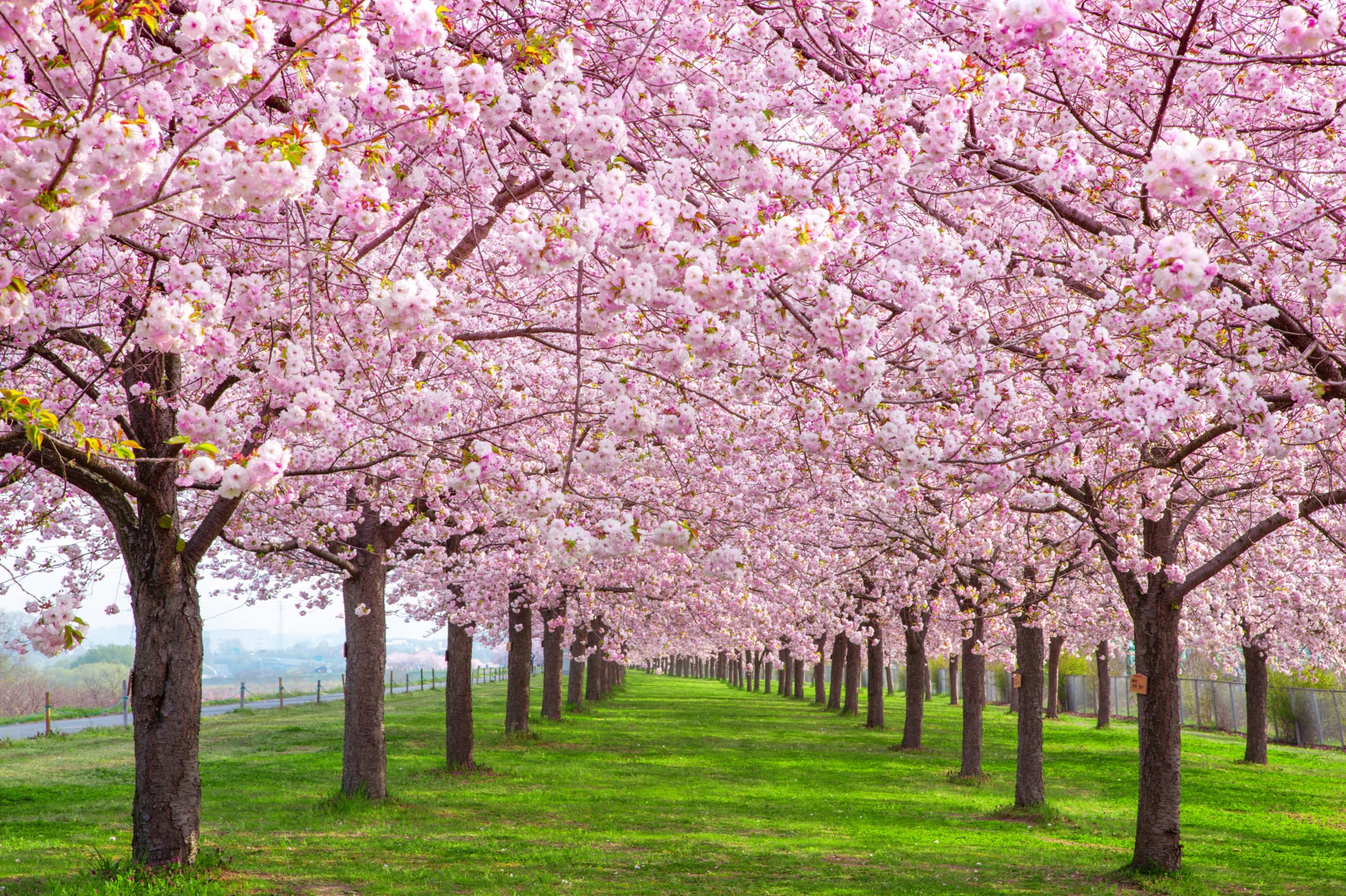 2560x1704 Amazon.com : chnywork 10x6.5ft Cherry Park Backdrop Japan Spring Pink Flowers Garden Path Cherry Blossom Trees Meadow Natural Scenery Background Spring Travel Party Decor Photo Studio Booth Props Wallpaper