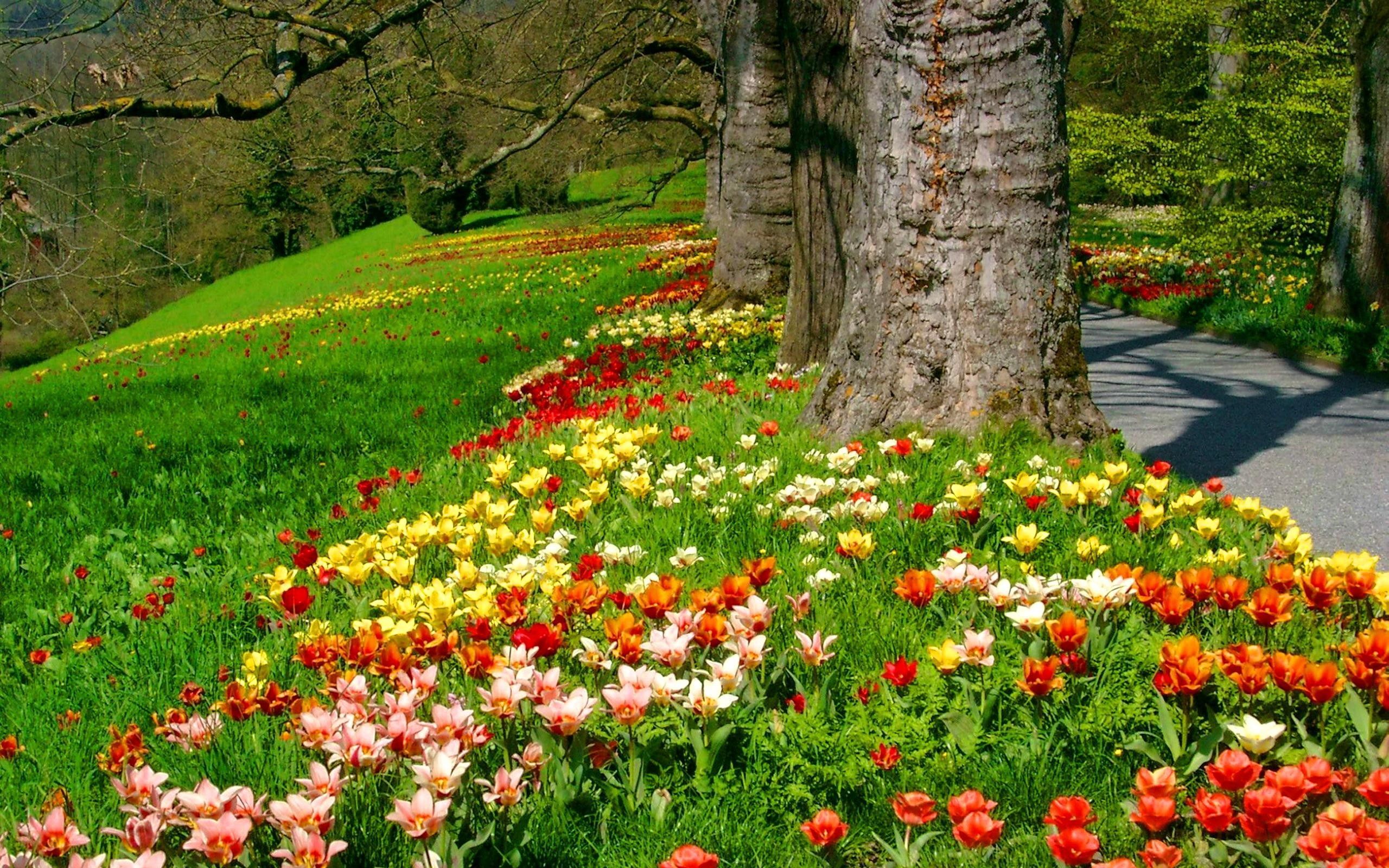 2560x1600 Spring Blossoms in the Park: Vibrant Flowers and Lush Trees HD Wallpaper