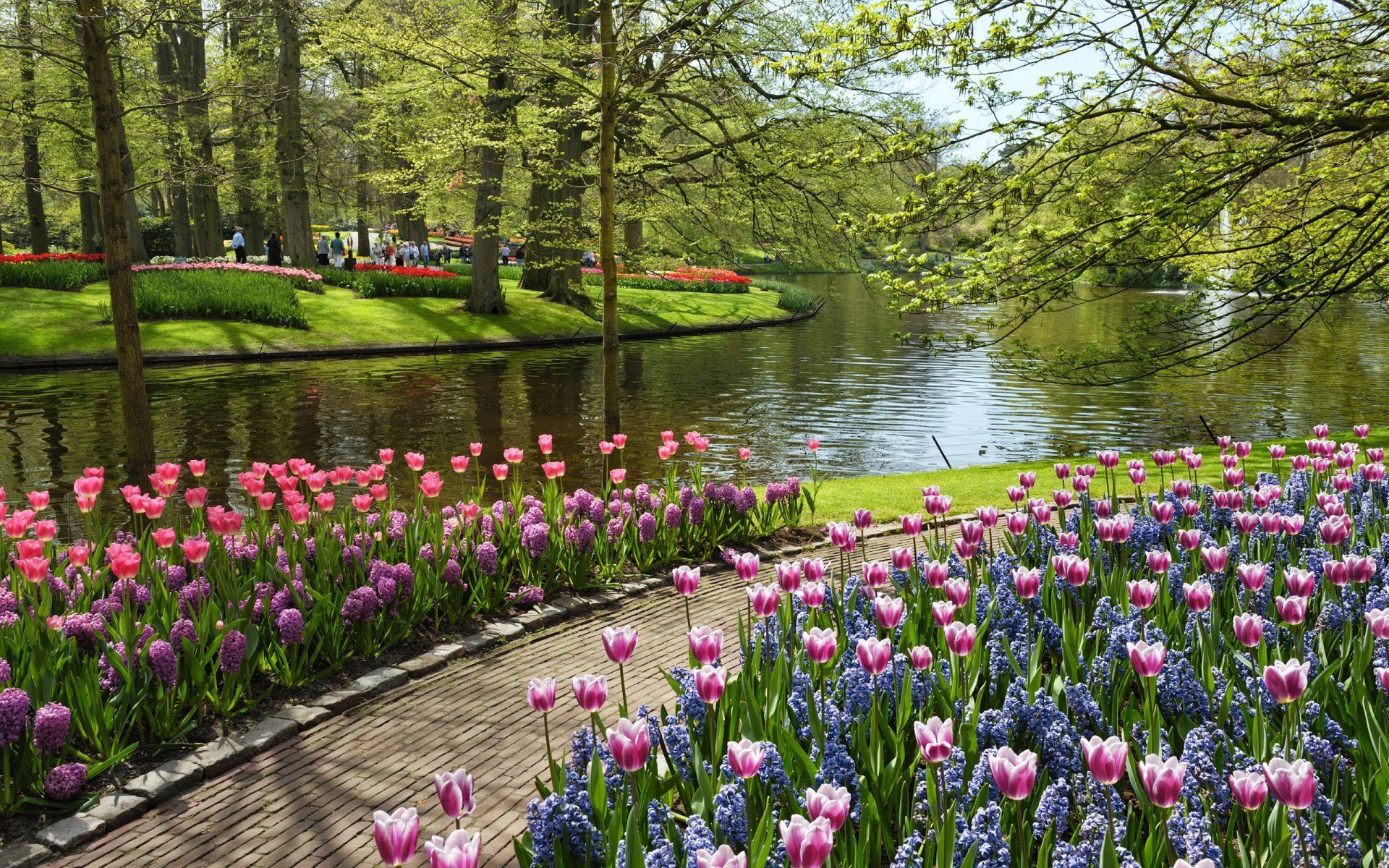 1920x1200 HD Wallpaper of Tulips in a Serene Park