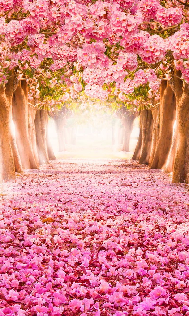 800x1333 Pink Park, beautiful pink park, trees blossom petals, HD phone wallpaper