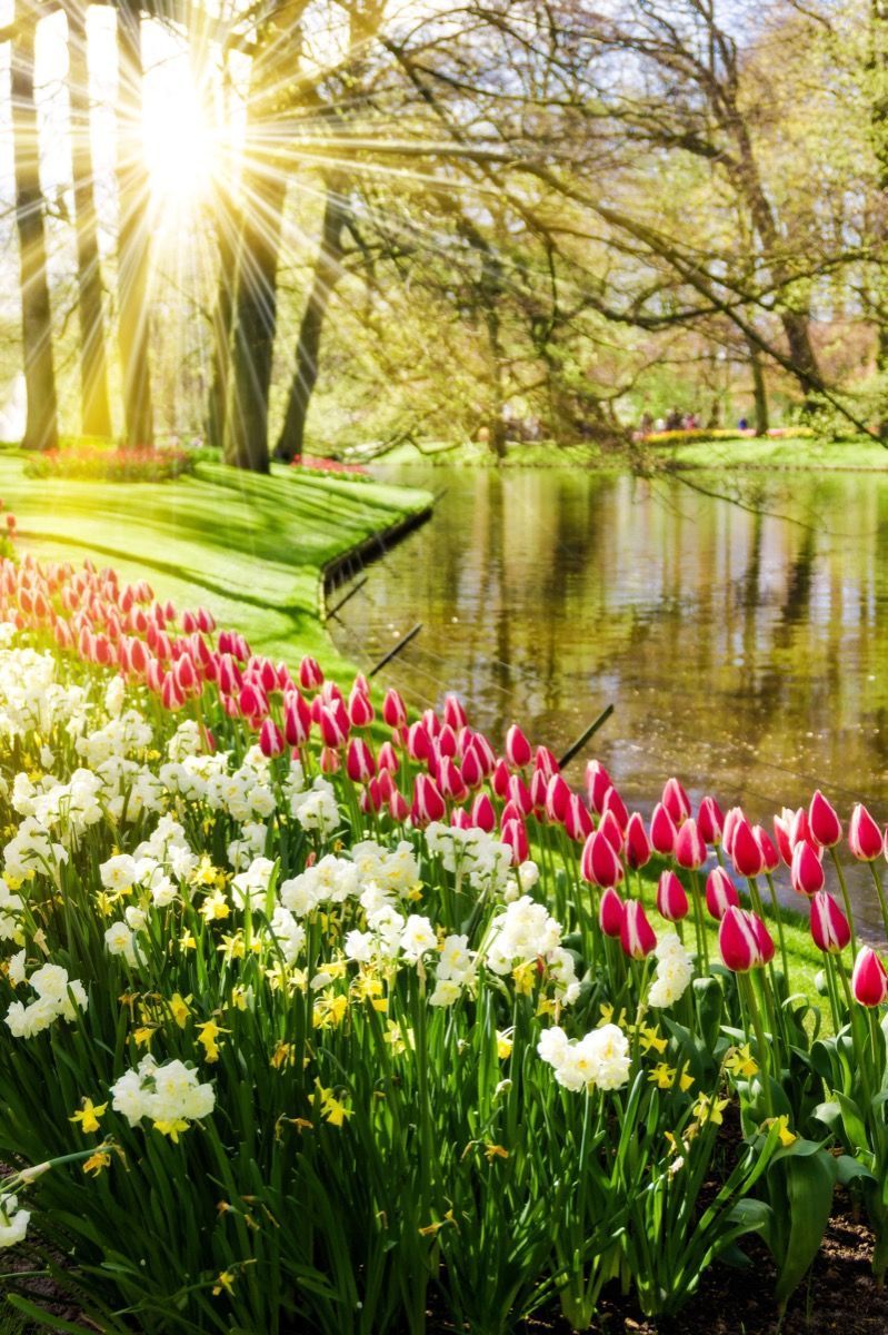 799x1200 Flowers in a sunny park