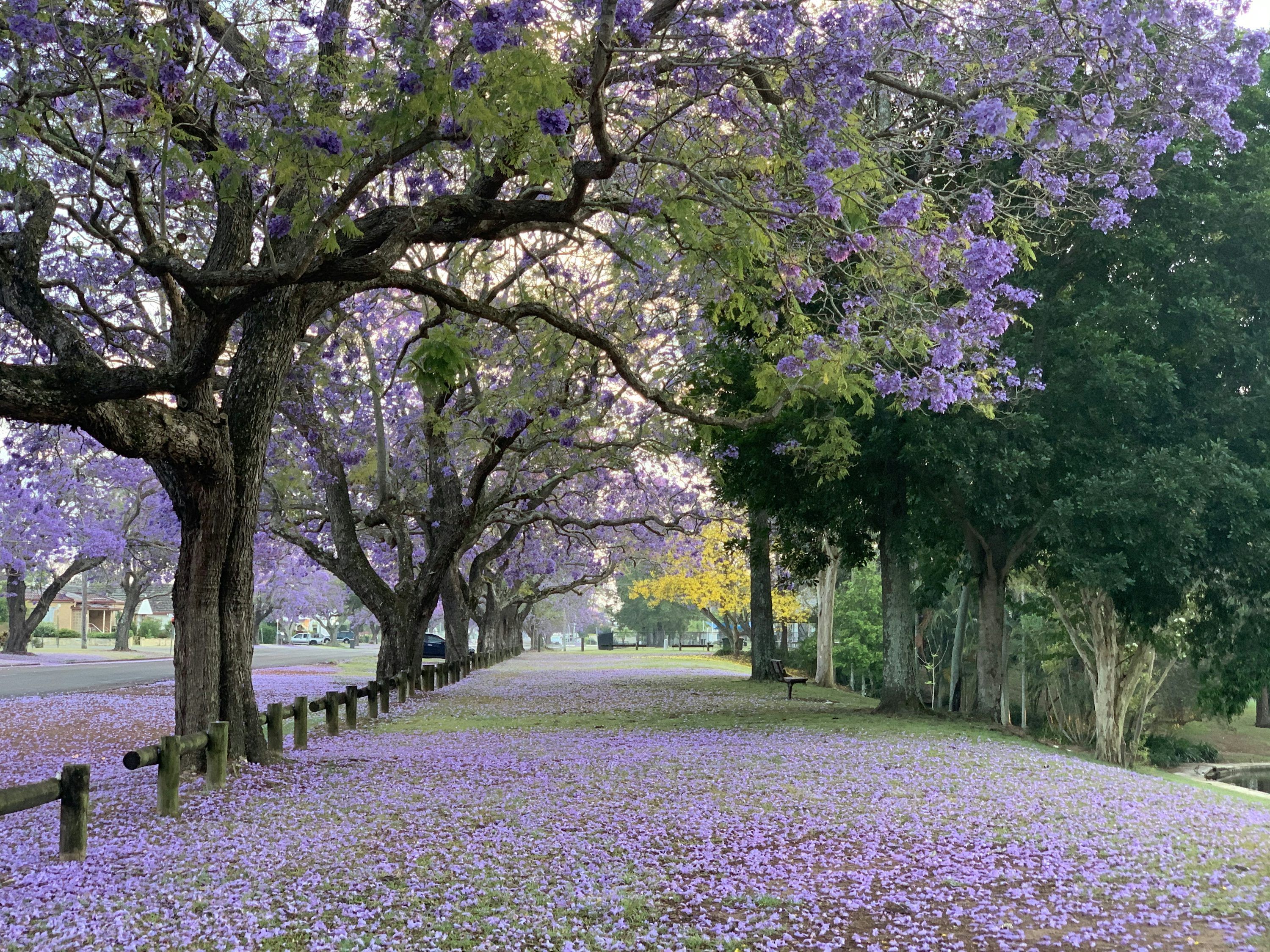 3000x2250 Flower Garden Picture. Download Free Image