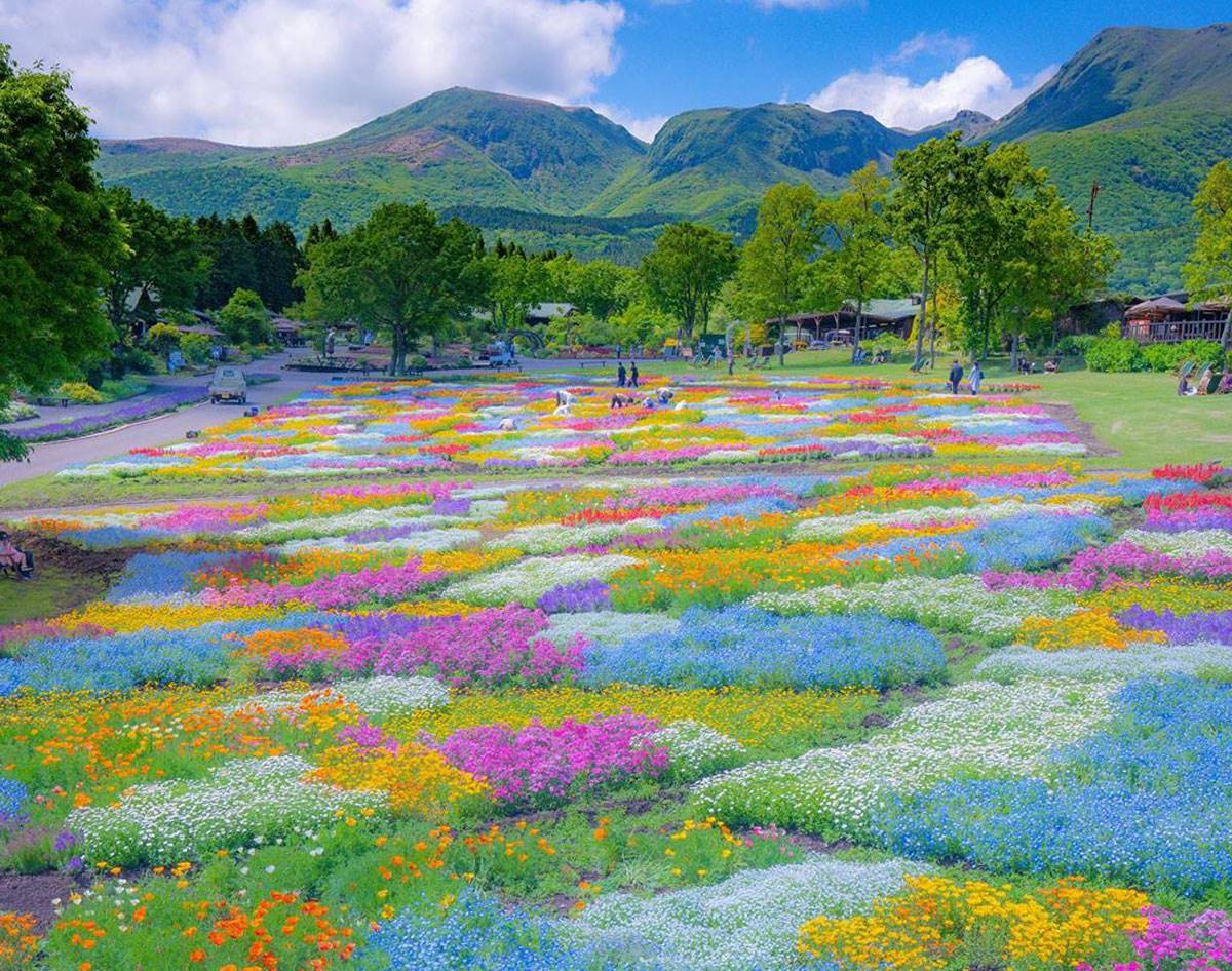 1200x946 take us to kuju flower park, please • travel • frankie magazine • australian fashion magazine online