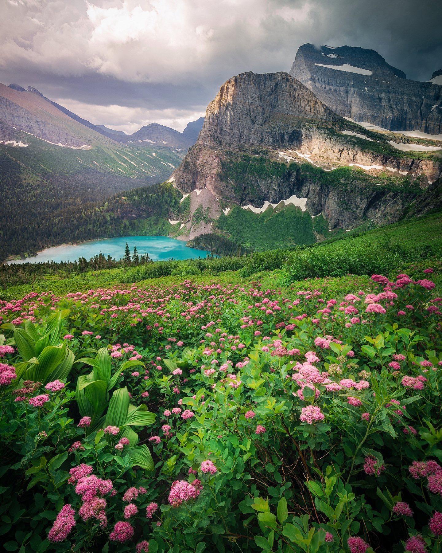 1440x1800 Flowers in Glacier National Park [OC] [1440x1800] [IG @shanewarephoto]