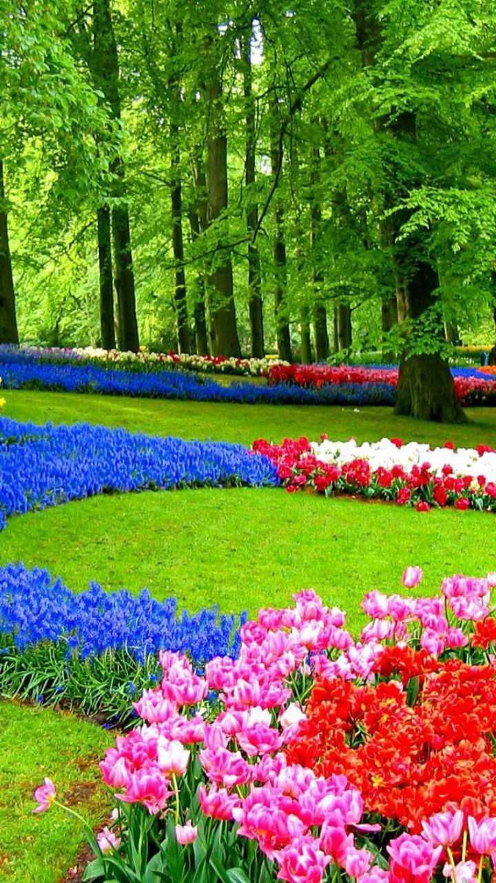 720x1280 Colorful Flowers in the Park