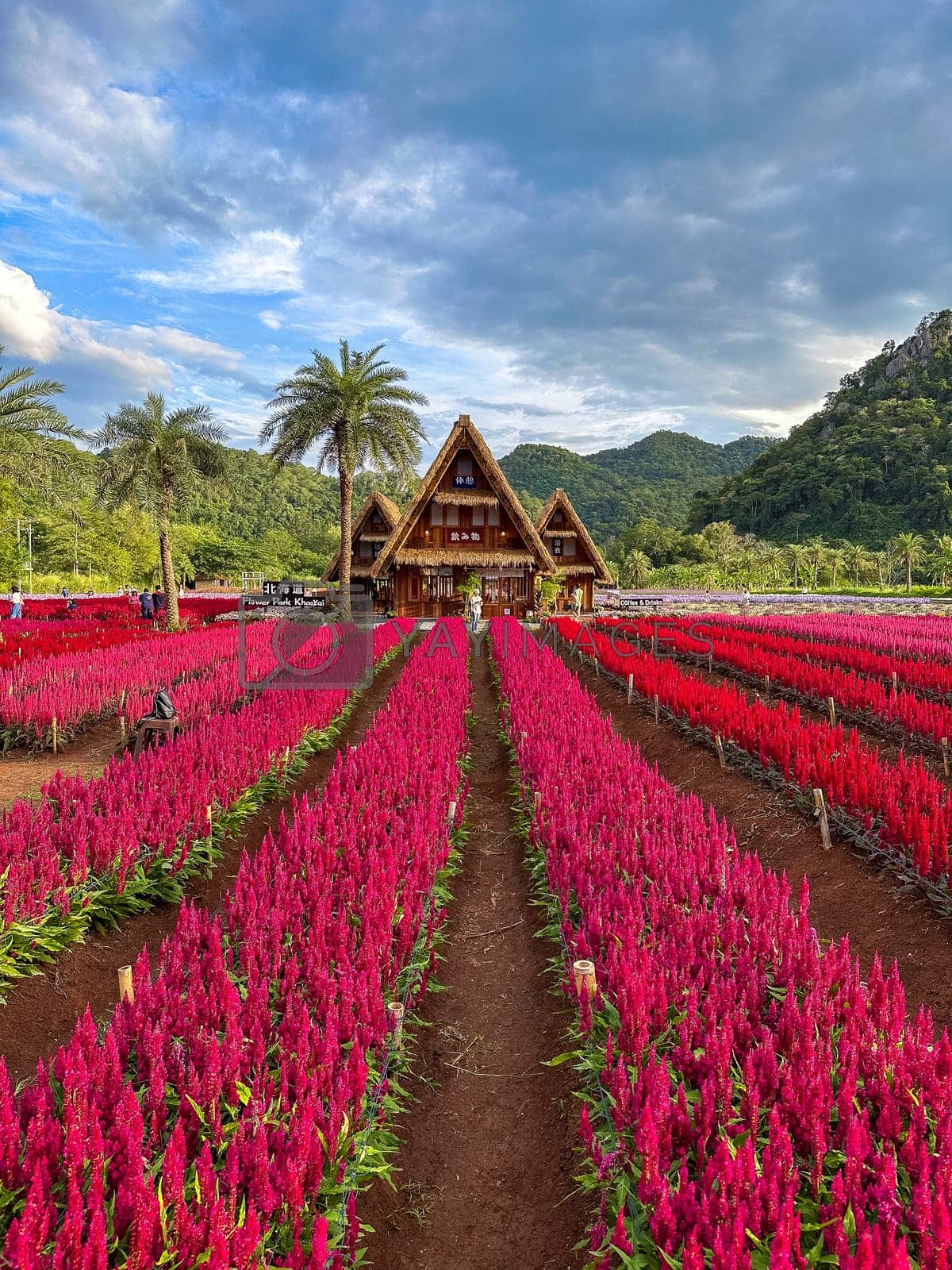 1200x1600 Flower garden, Hokkaido park in Khao Yai, Thailand by worldpitou Vectors & Illustrations with Unlimited Downloads