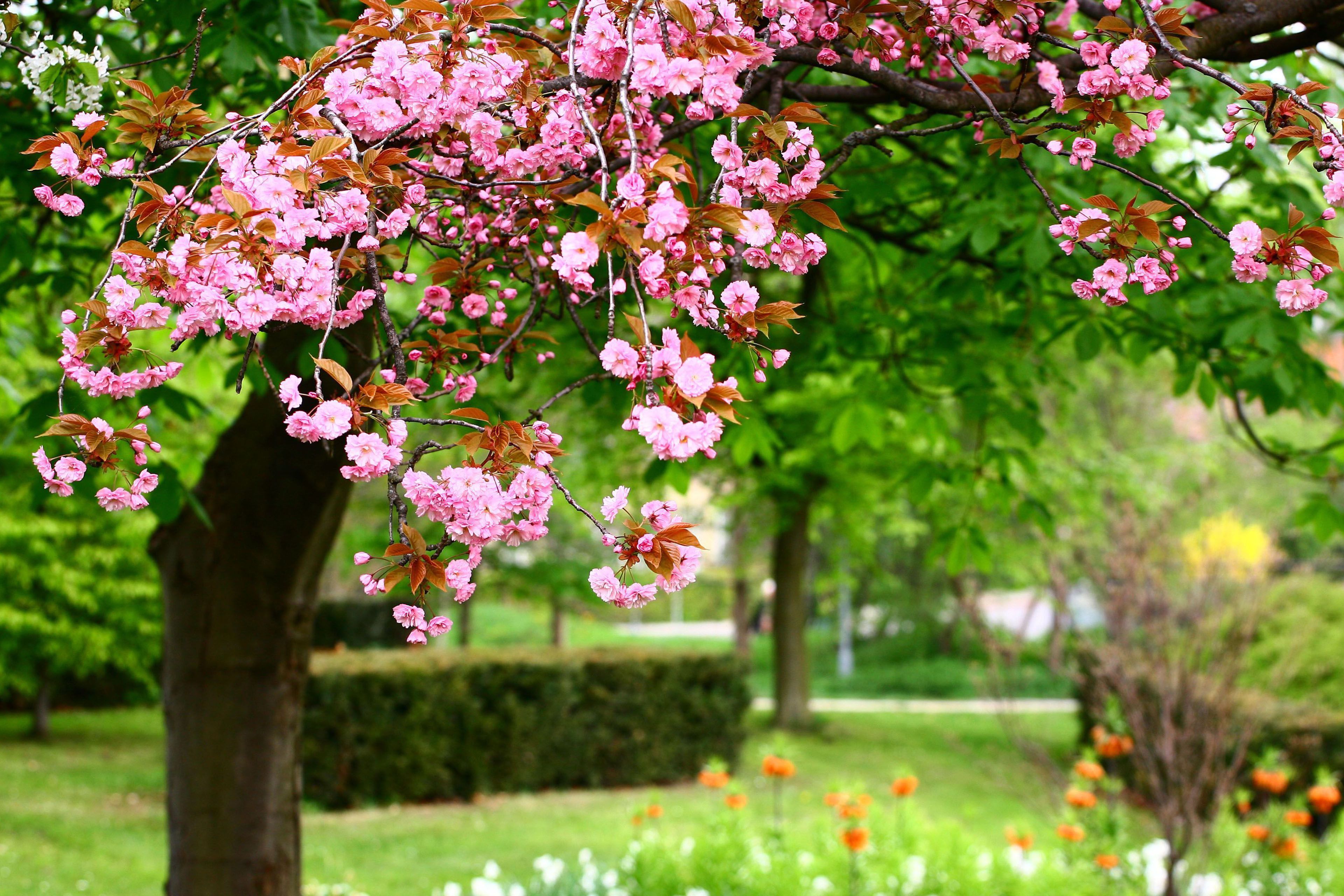 3840x2560 flower, Garden, Blossoms Wallpaper HD / Desktop and Mobile Background