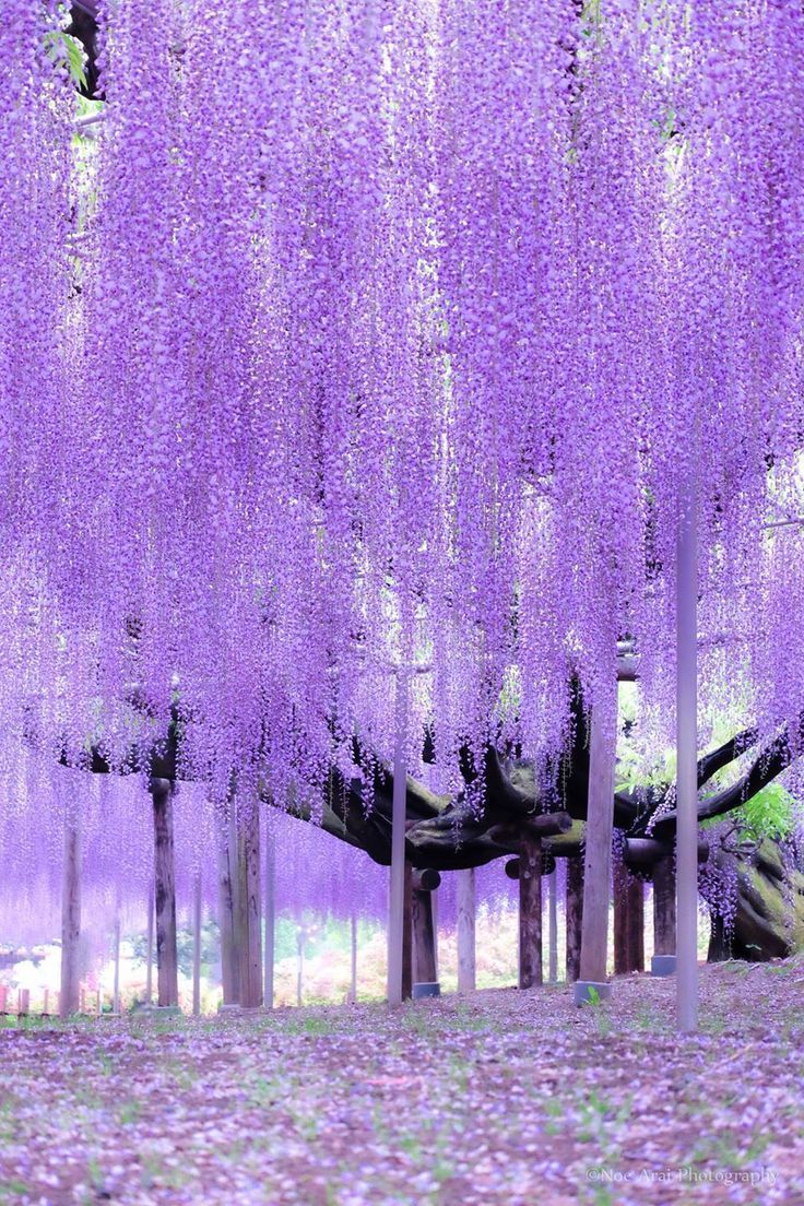 736x1104 A Sydney: Ashikaga Flower Park By Noe Arai