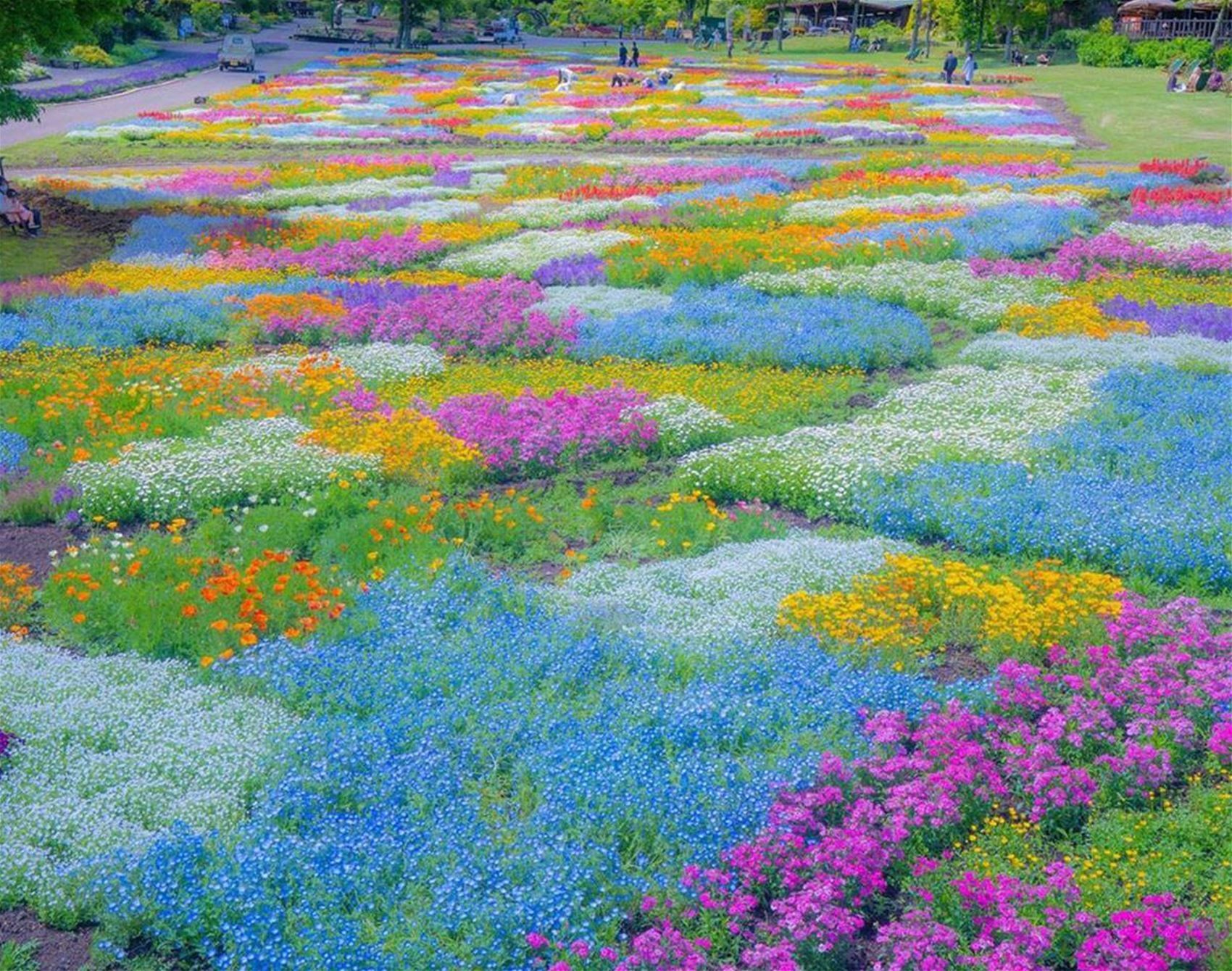 1700x1340 take us to kuju flower park, please • travel • frankie magazine • australian fashion magazine online