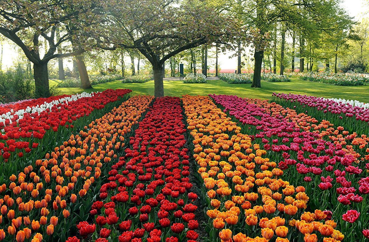 1280x842 Flowers In Park Wallpaper