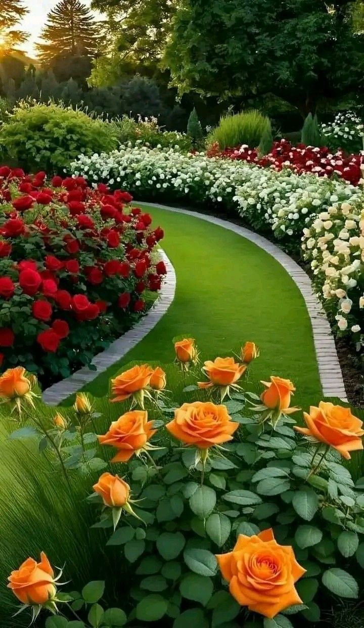 720x1242 beautiful flower