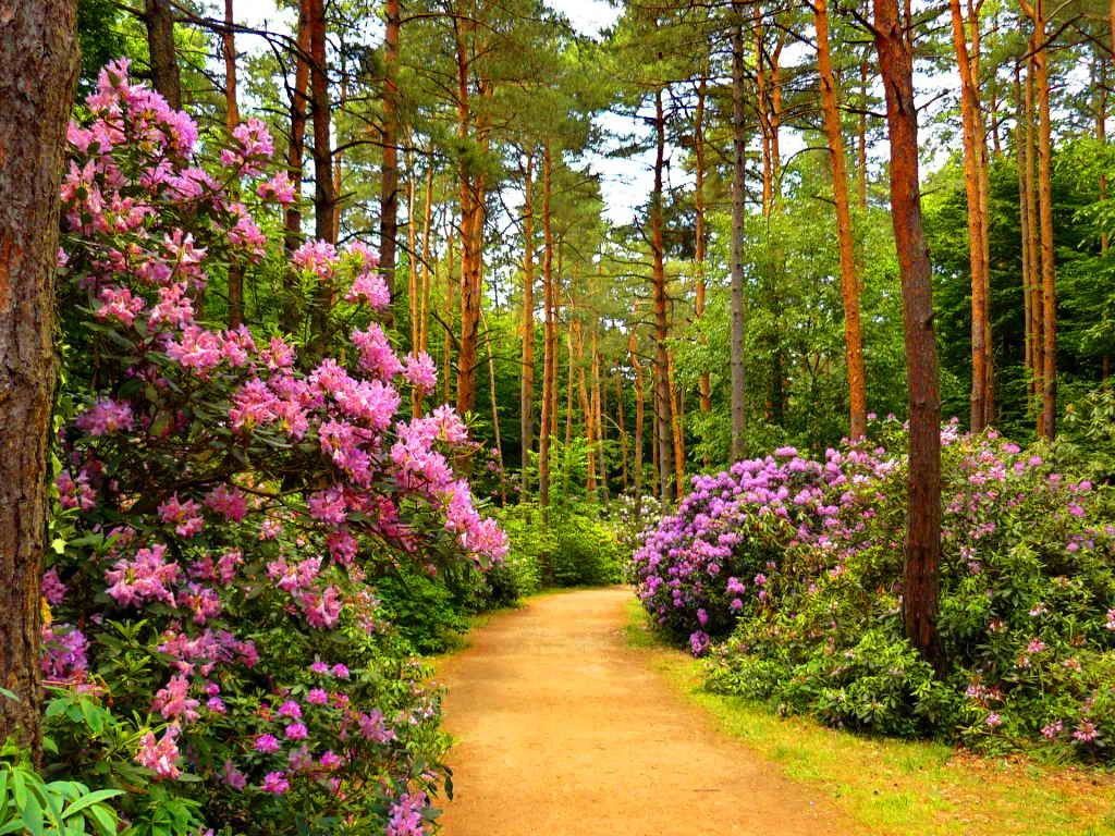 1024x768 Flowers Summer Purple Flower Floral Nature Path Park Alley Roses Trees