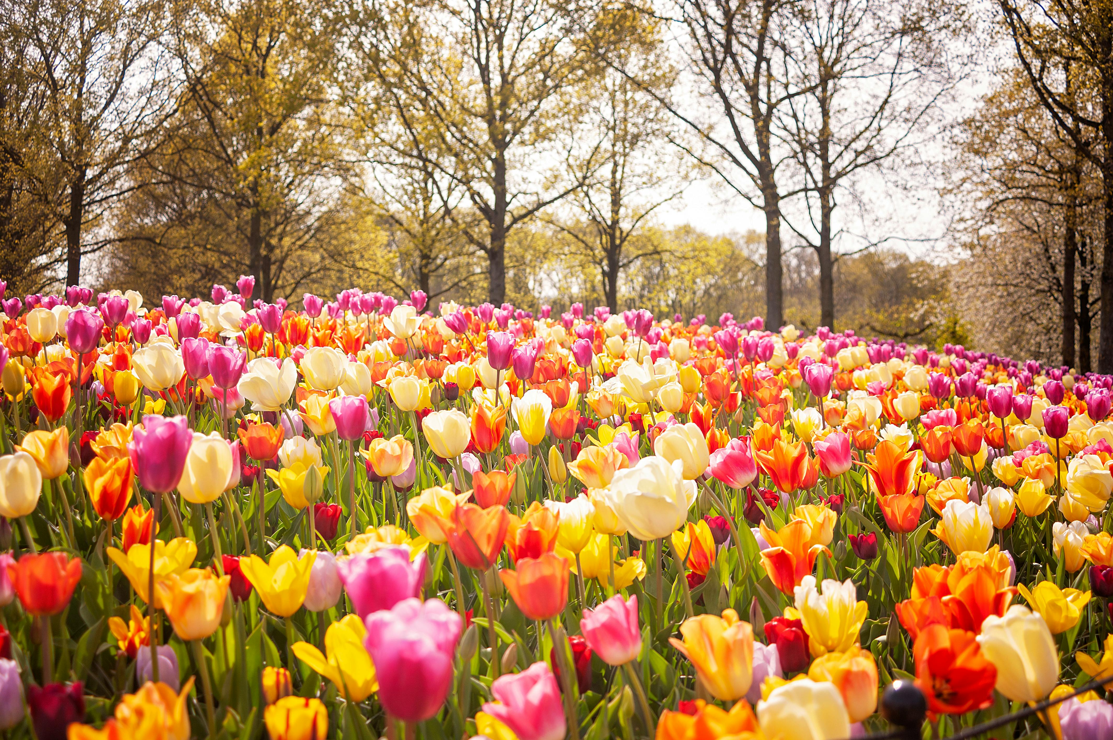 4256x2832 Blooming Flowers in Park · Free