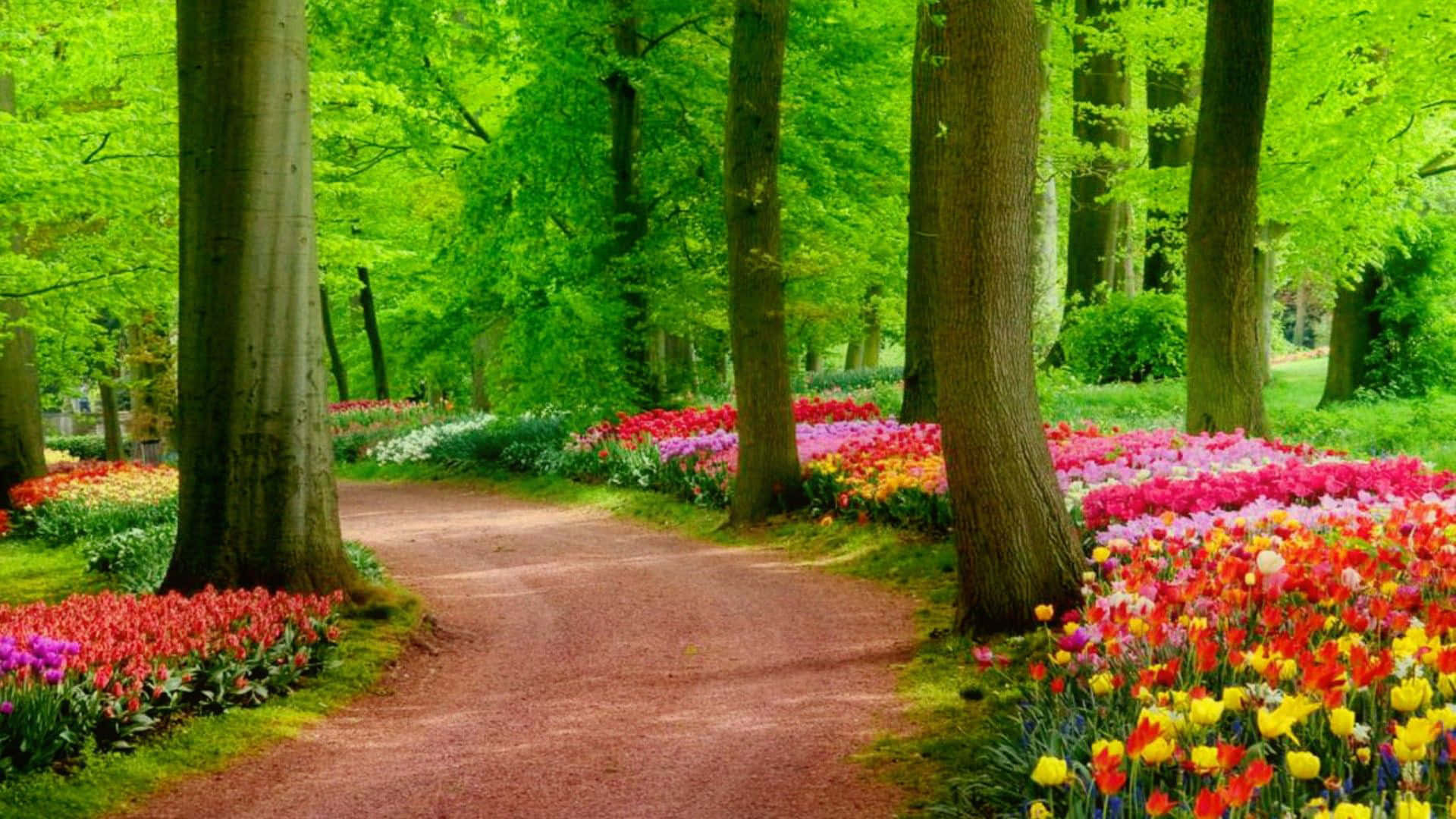 1920x1080 Download A Path With Colorful Flowers In The Forest