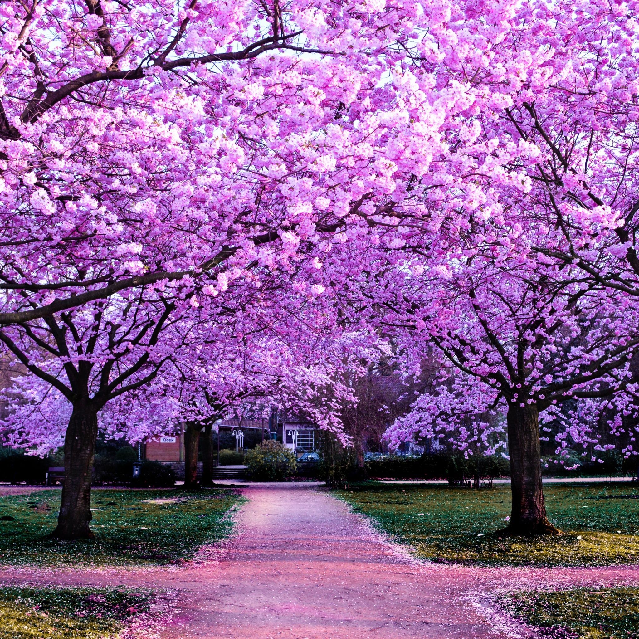 2048x2048 Cherry Blossom Trees Wallpaper 4K, Purple Flowers, Pathway, Park