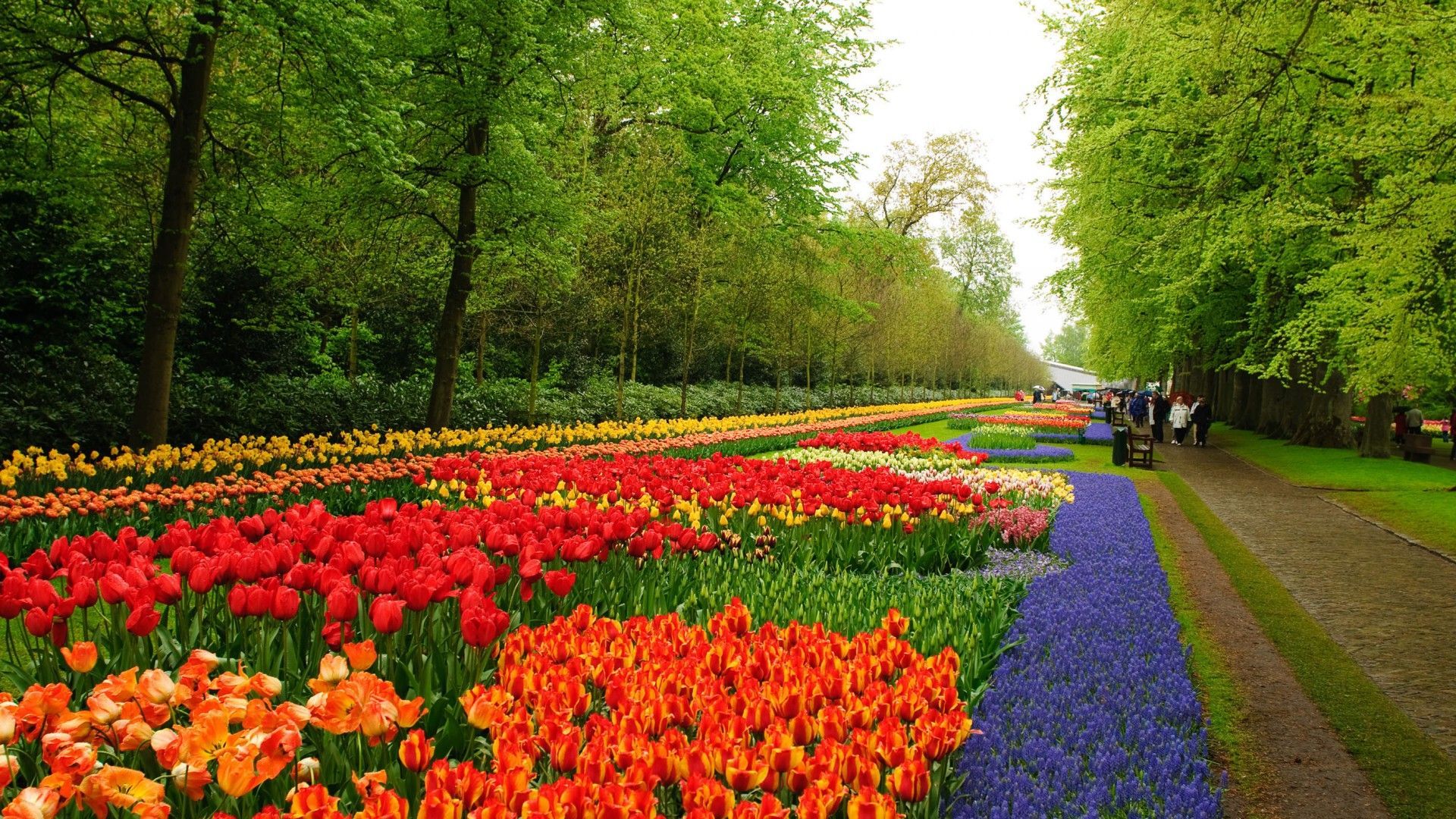 1920x1080 flower, Garden Wallpaper HD / Desktop and Mobile Background