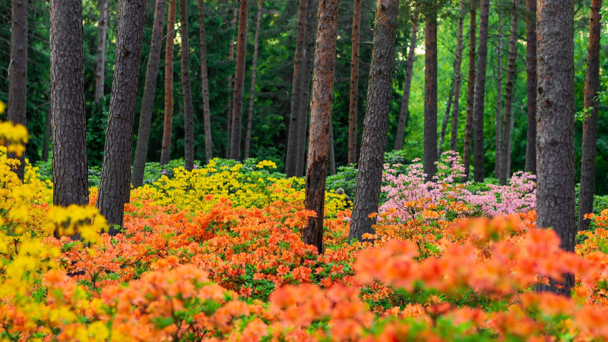 2560x1440 Azalea plants Wallpaper 4K, Haaga Rhododendron Park