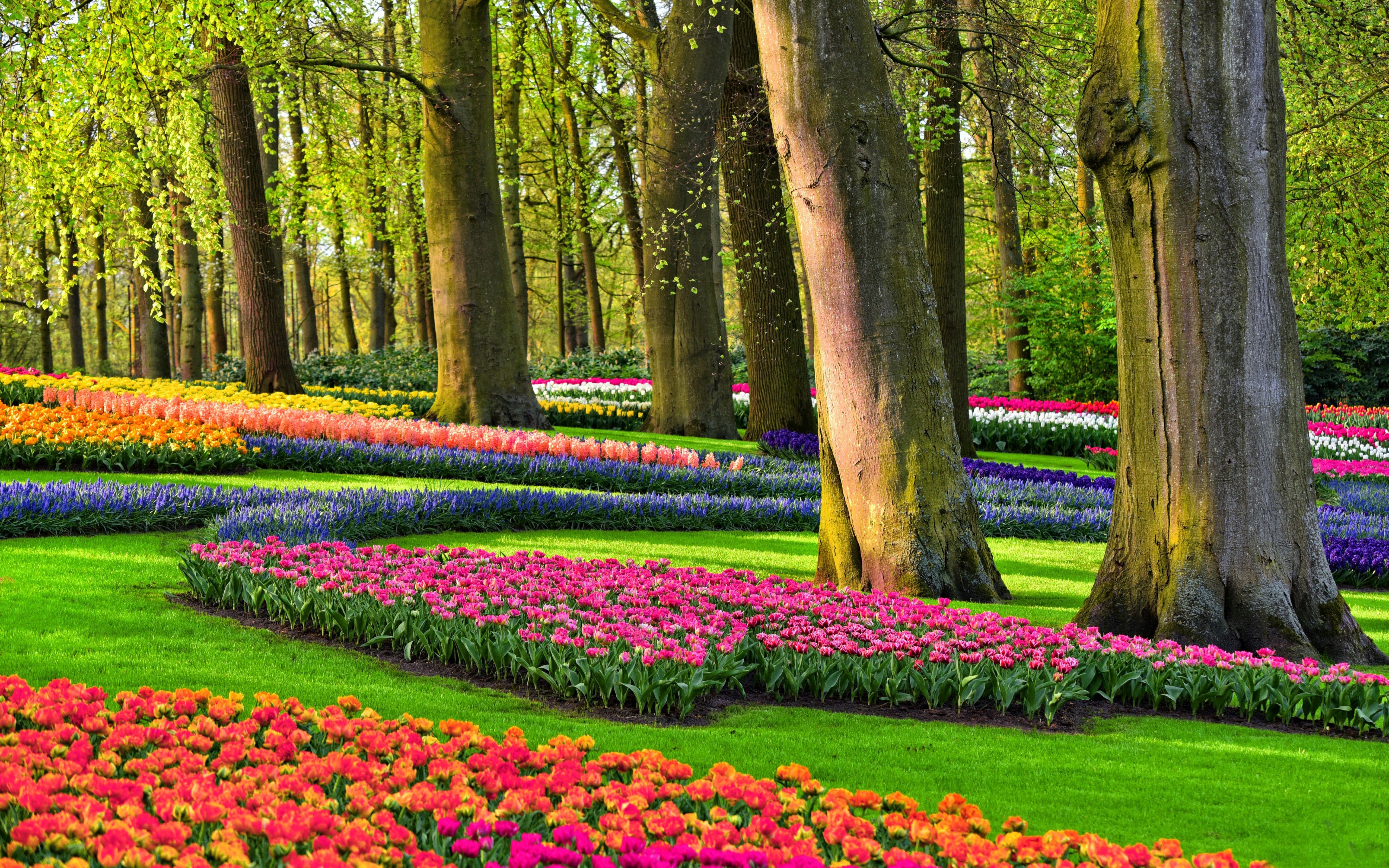 5120x3200 Wallpaper flowers, Park, garden, tulips, Netherlands for mobile and desktop, section природа, resolution 5120x3200