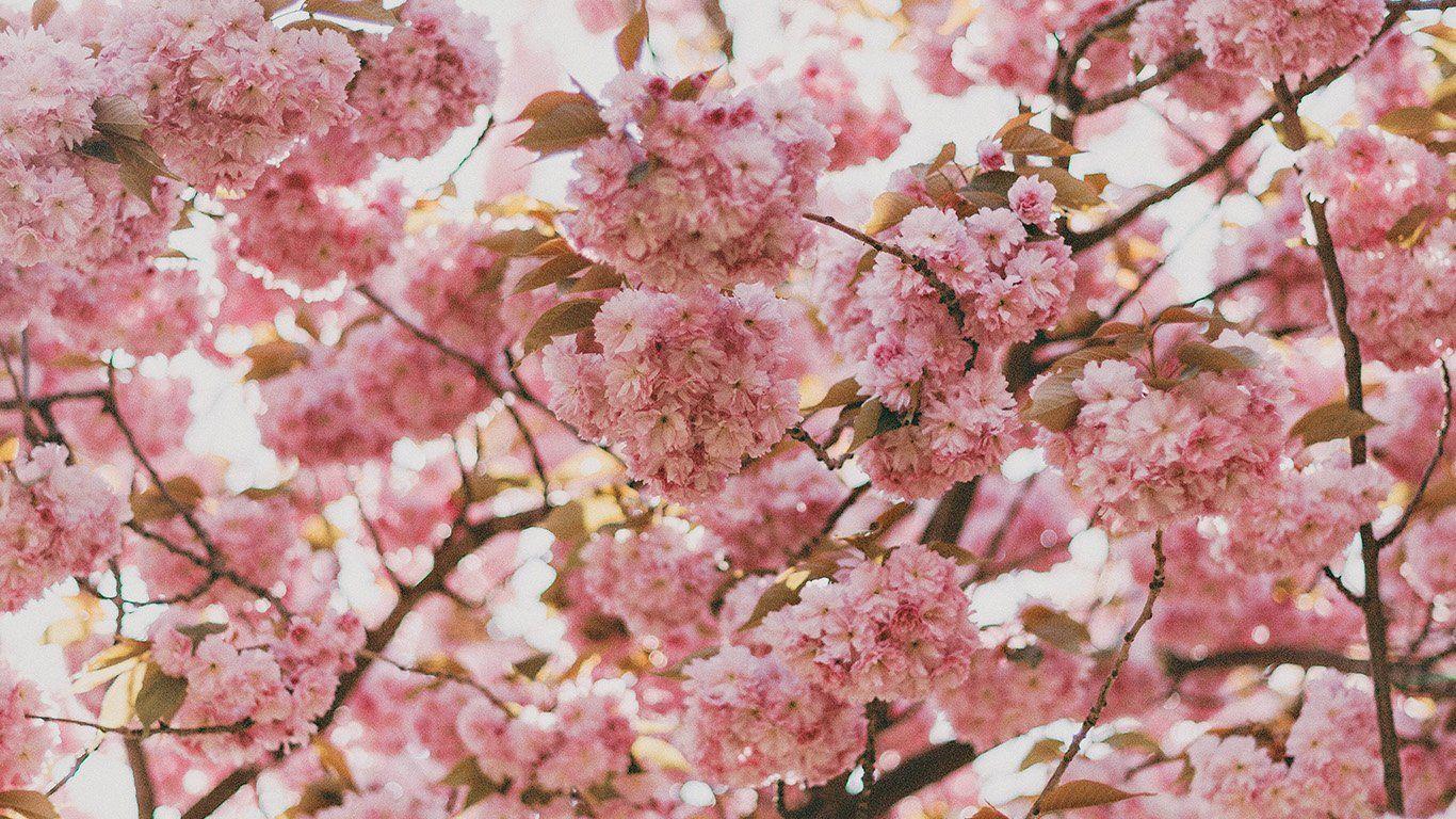 Pink Nature Laptop Wallpapers - Top Free Pink Nature Laptop Backgrounds 