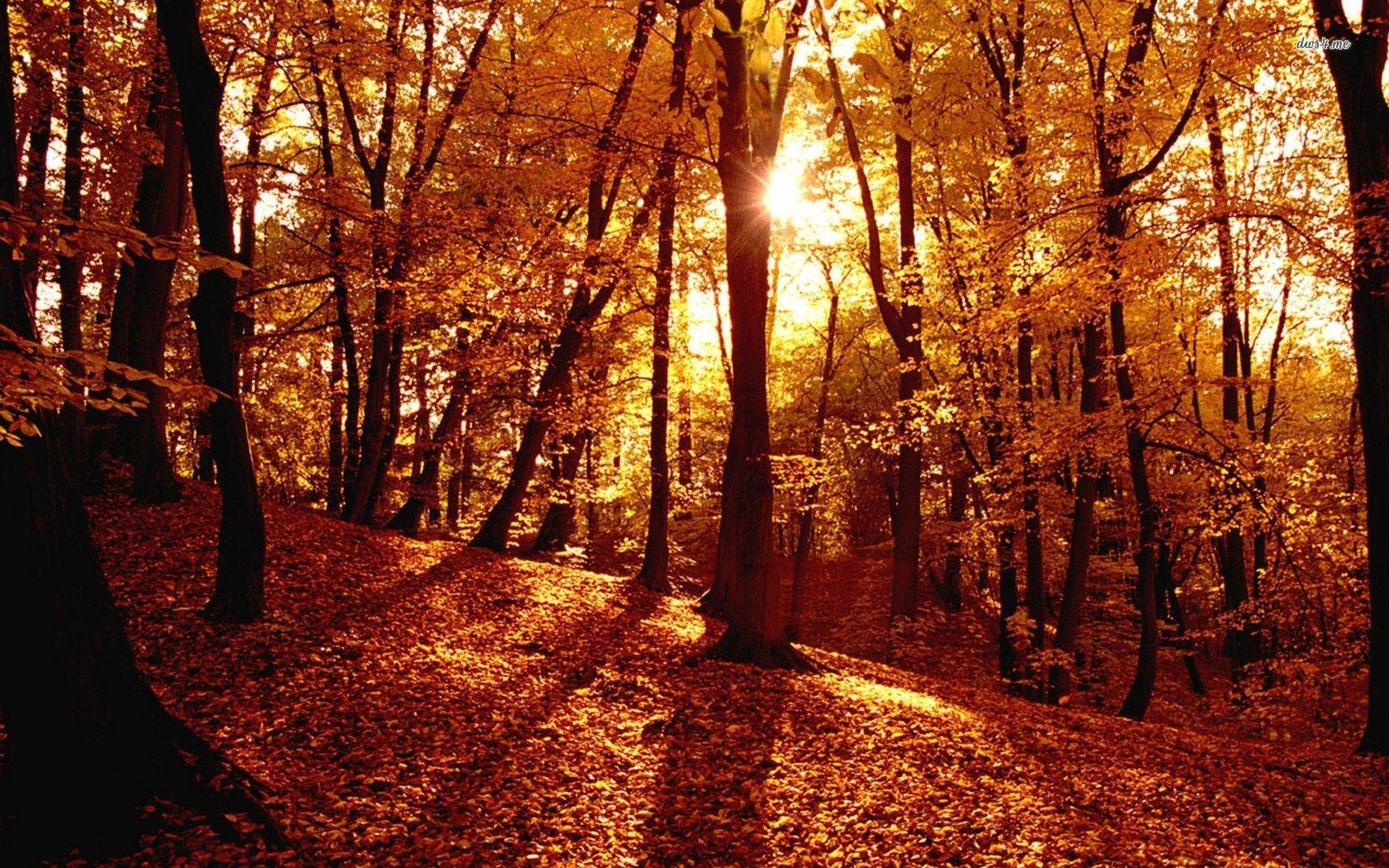 1680x1050 Autumn Forest Desktop Wallpaper. Desktop wallpaper fall, Forest