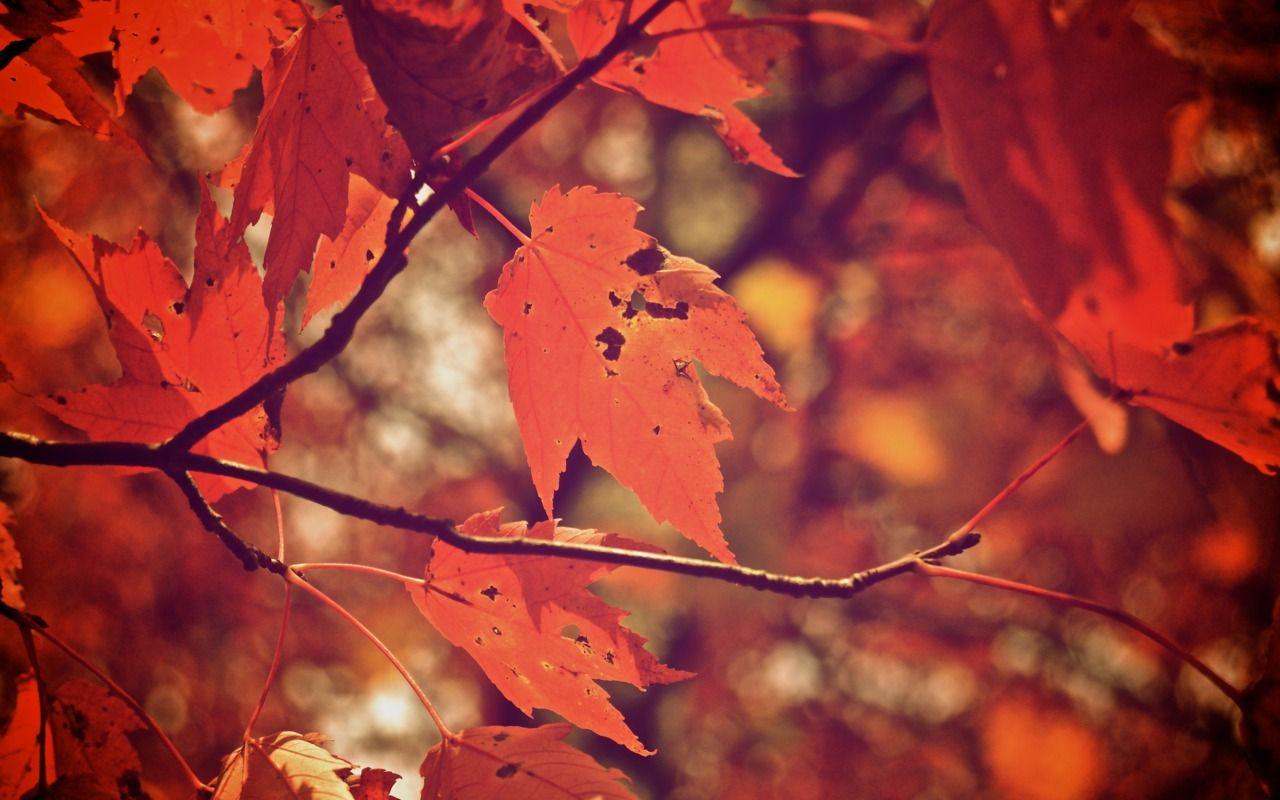 1280x800 Leaves Wallpaper Tumblr