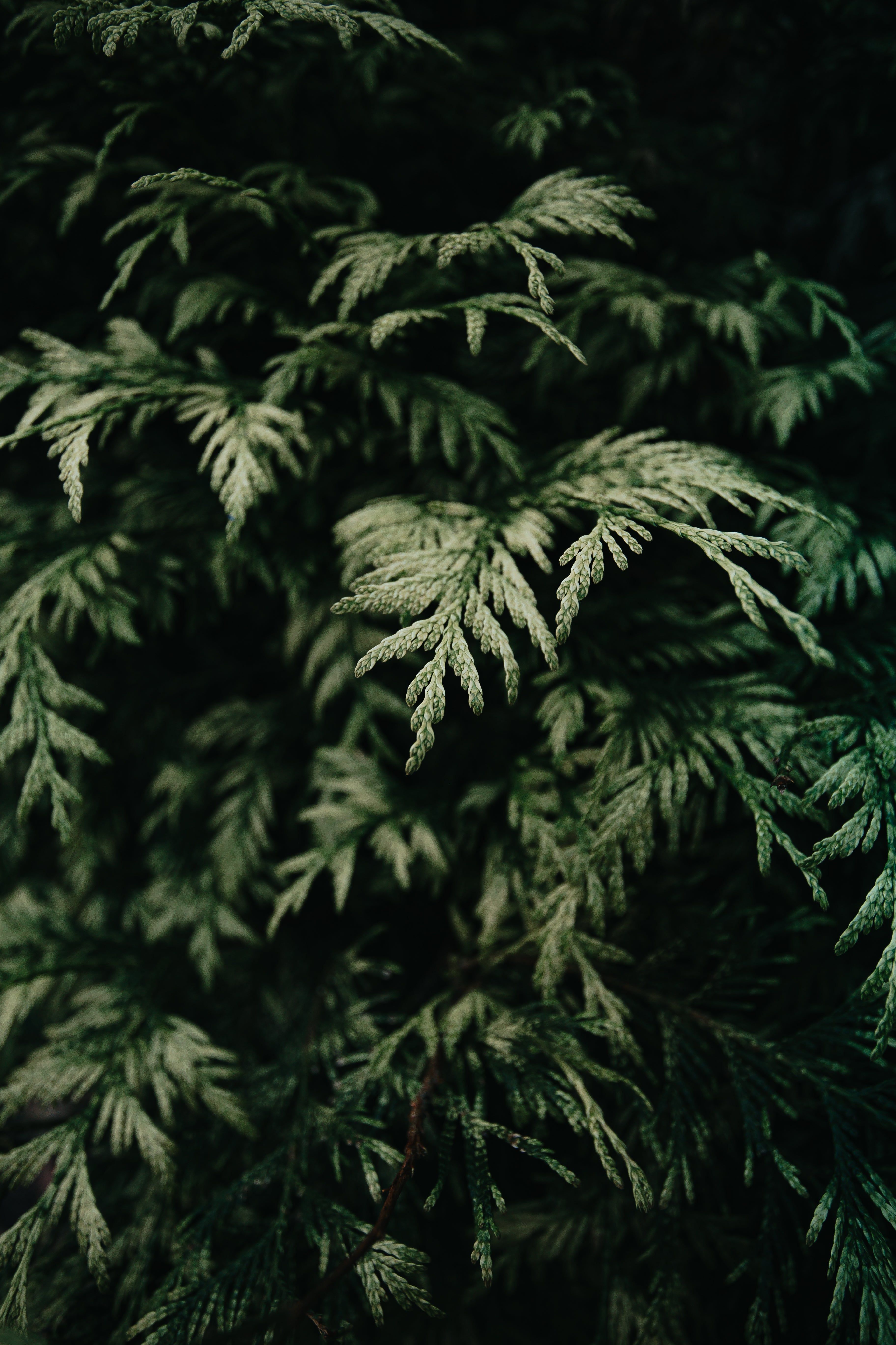 3648x5472 High Res Detail Of A Cedar Tree Picture