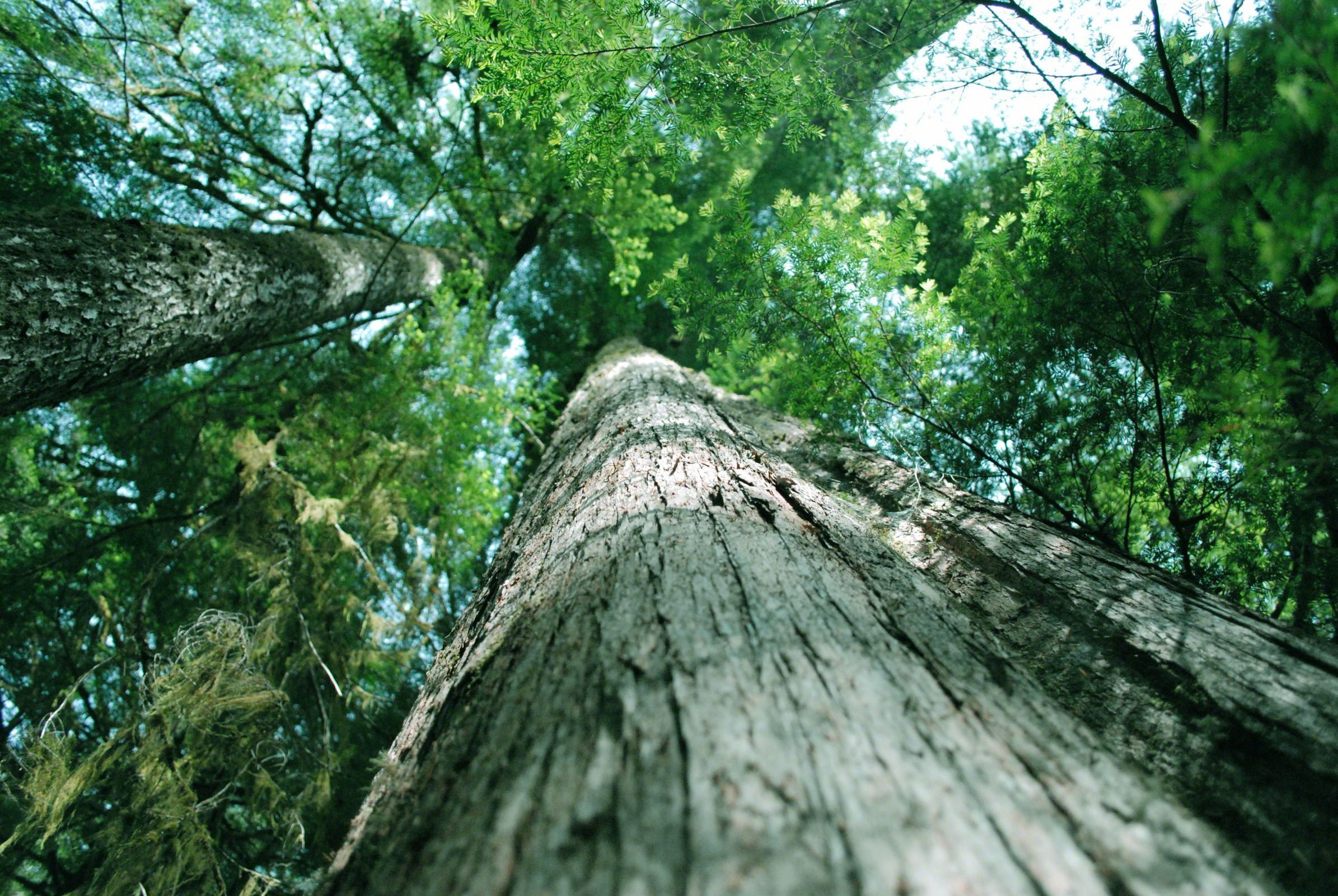 2390x1600 Cedar Tree 762454 Wallpaper Day Saint Insights