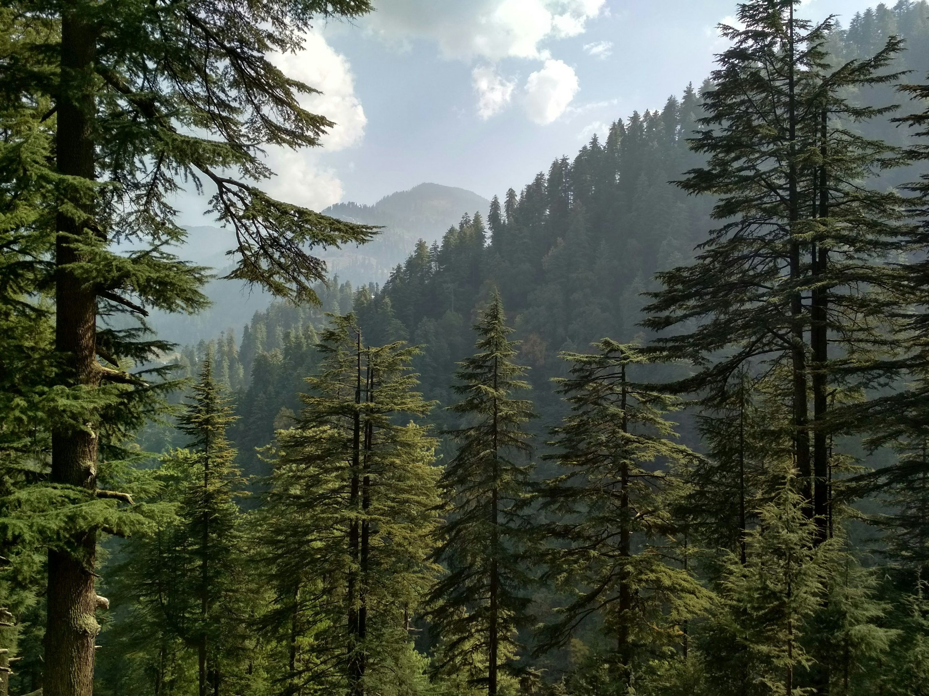 3000x2250 Cedar Trees Picture. Download Free Image