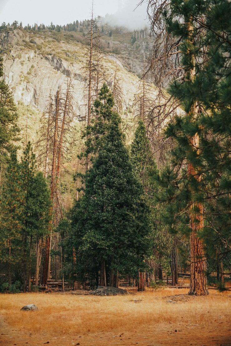 740x1109 Cedar forest background Image