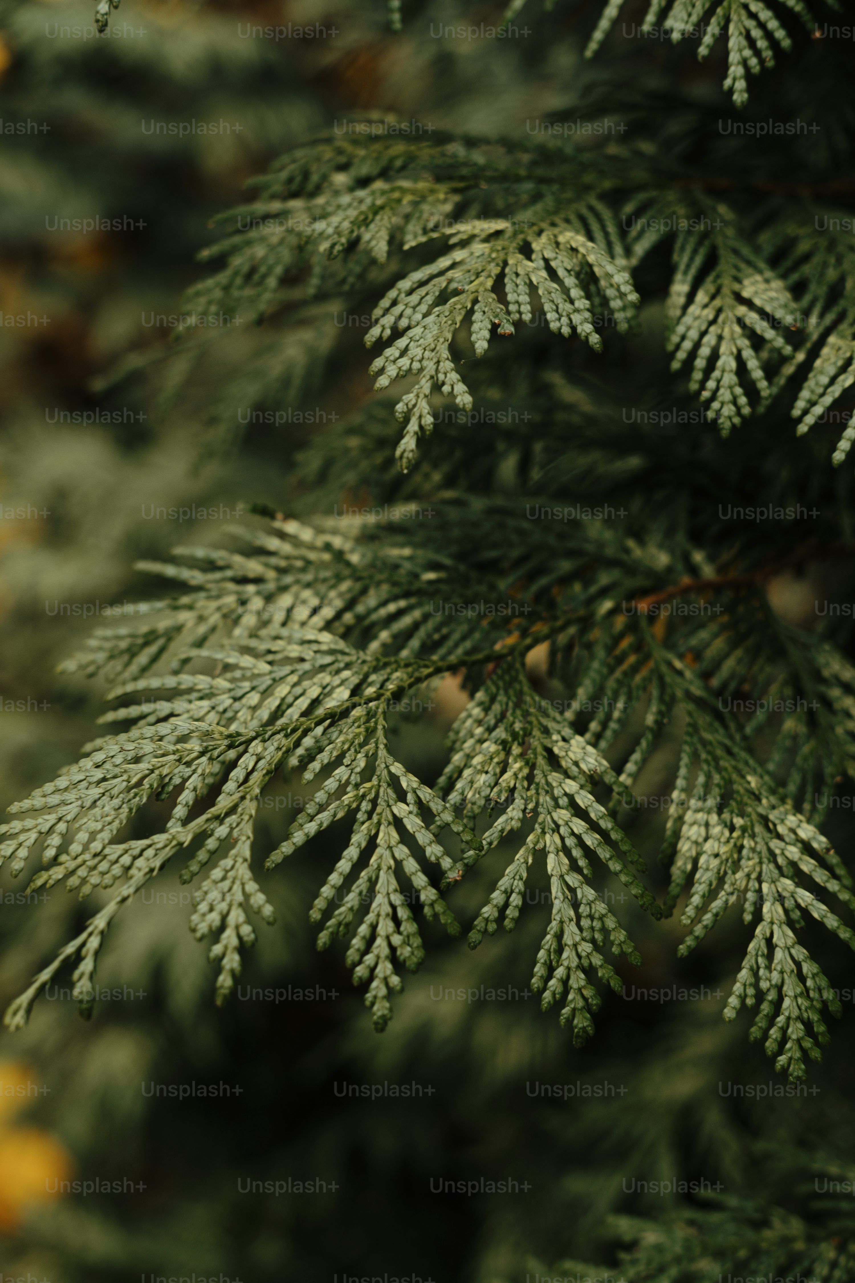 3000x4500 Cedar Trees Picture. Download Free Image